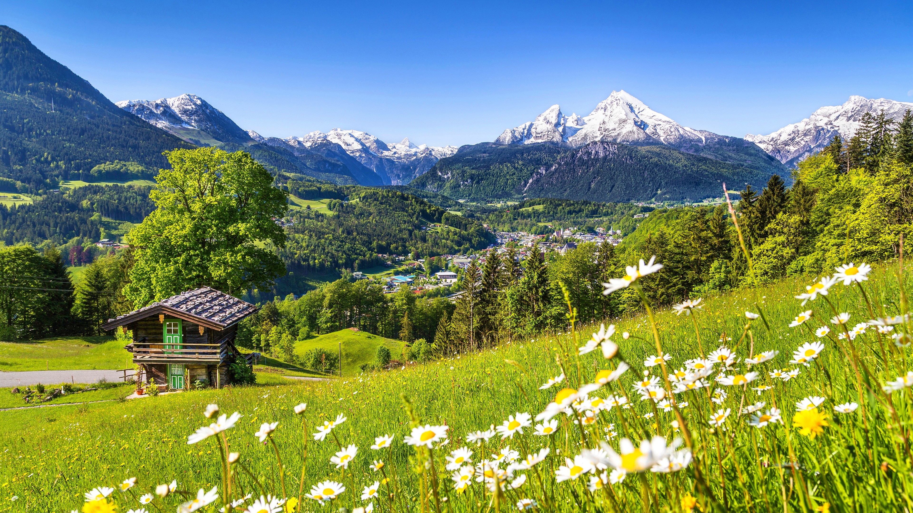 Wallpaper Alps 5K, 4K wallpaper germany, Meadows mountains grass, Daisies nature, 3840x2160 4K Desktop