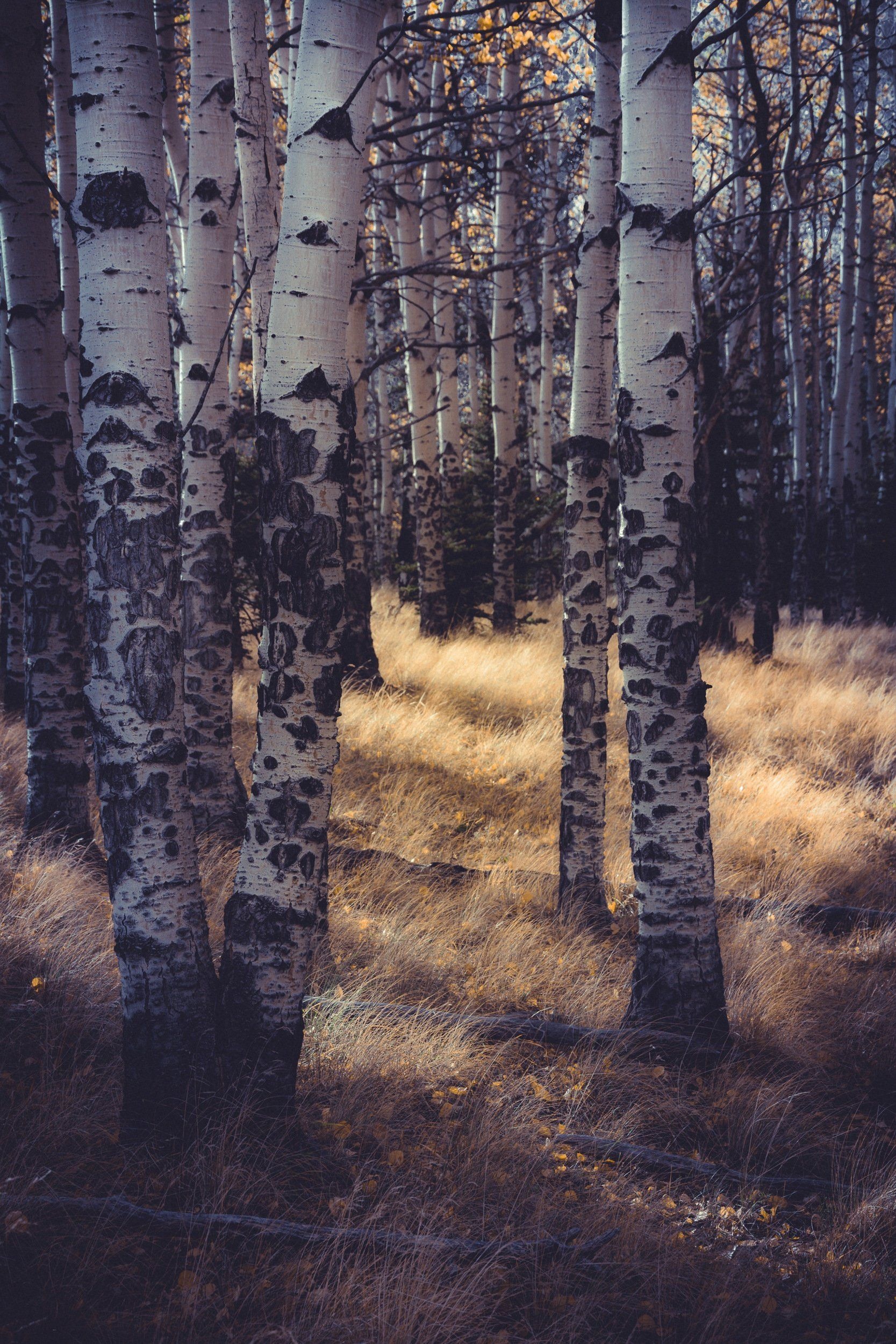 Trunks, Aspen Tree Wallpaper, 1670x2500 HD Phone