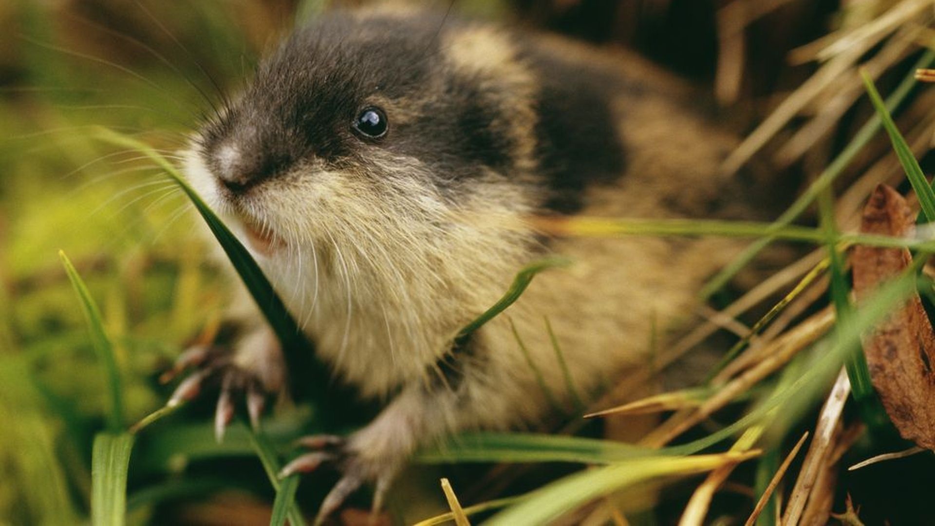 Lemming, Cold climate dwellers, Zoo attractions, Arctic residents, 1920x1080 Full HD Desktop