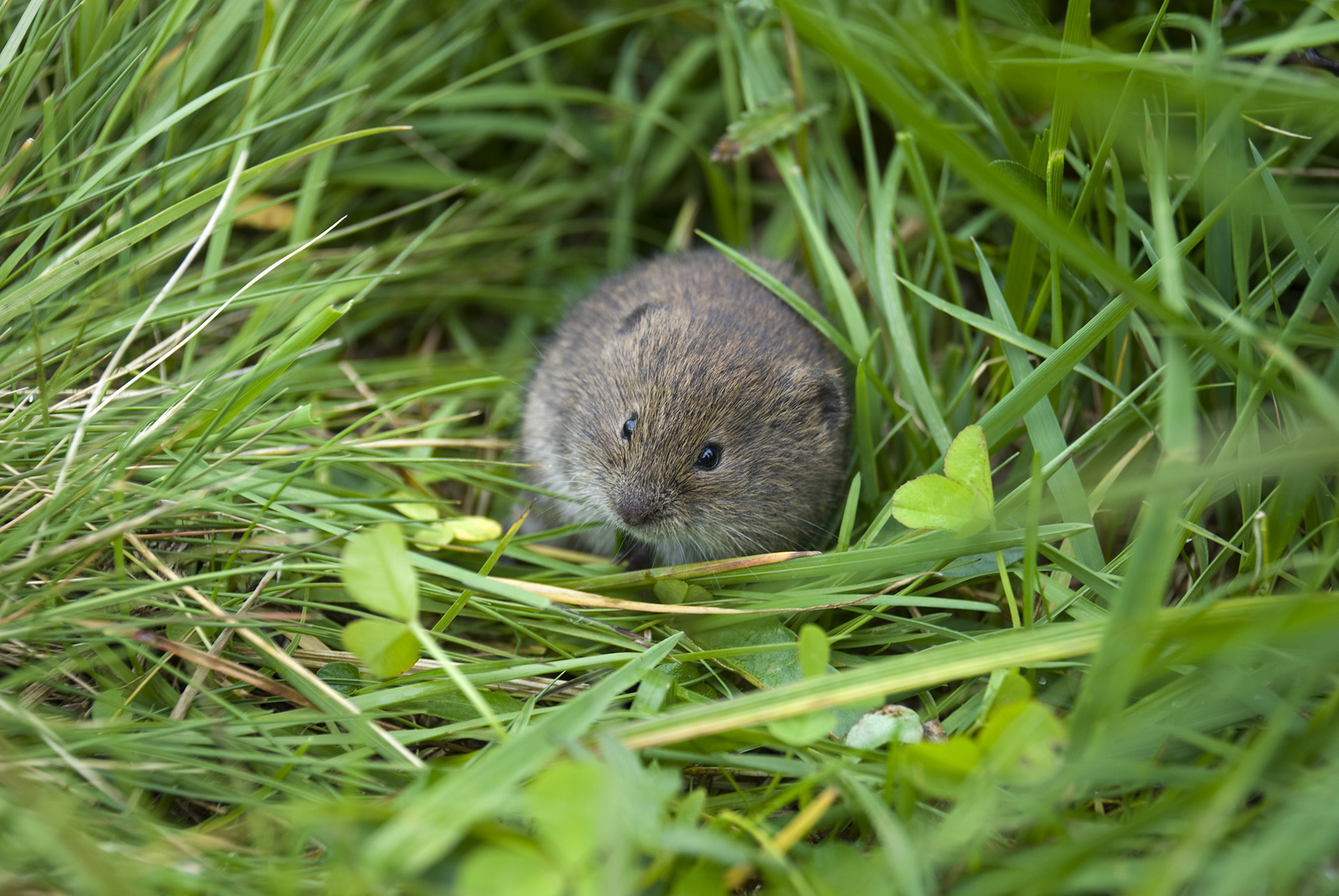 Lemming, Nature's lesson, Lemming behavior, Marvel of adaptation, 1920x1290 HD Desktop