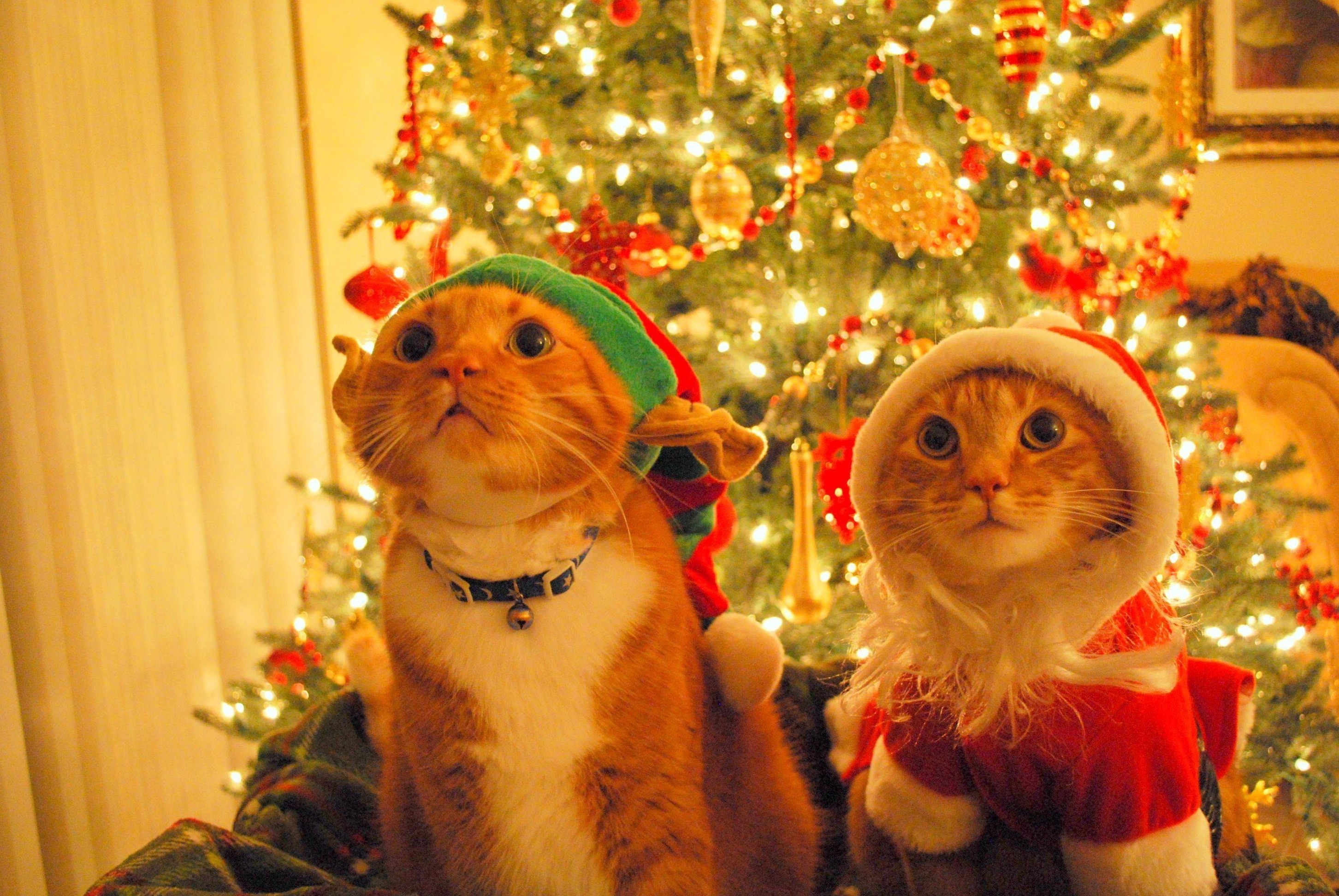 Cats, Cute Christmas Wallpaper, 2910x1950 HD Desktop