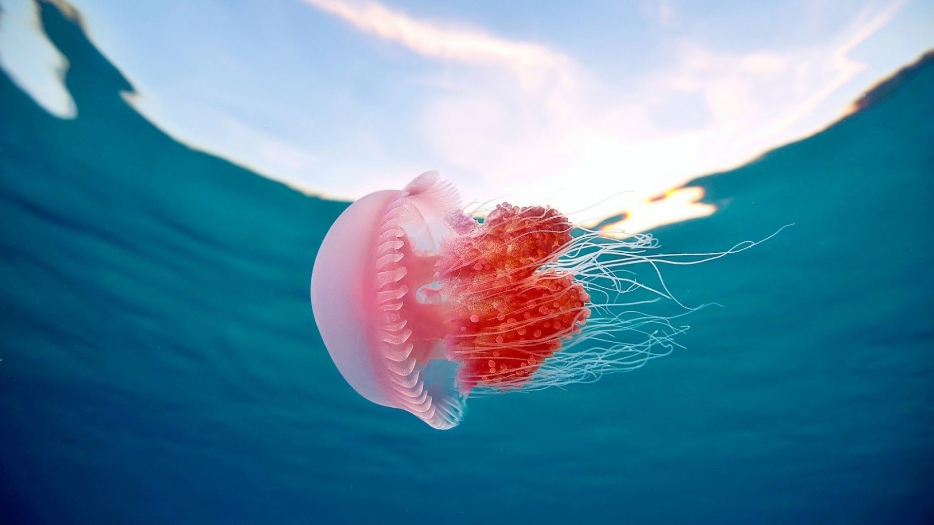 Jellyfish desktop backgrounds, Serene underwater beauty, Mesmerizing marine life, Calming screensaver, 1920x1080 Full HD Desktop