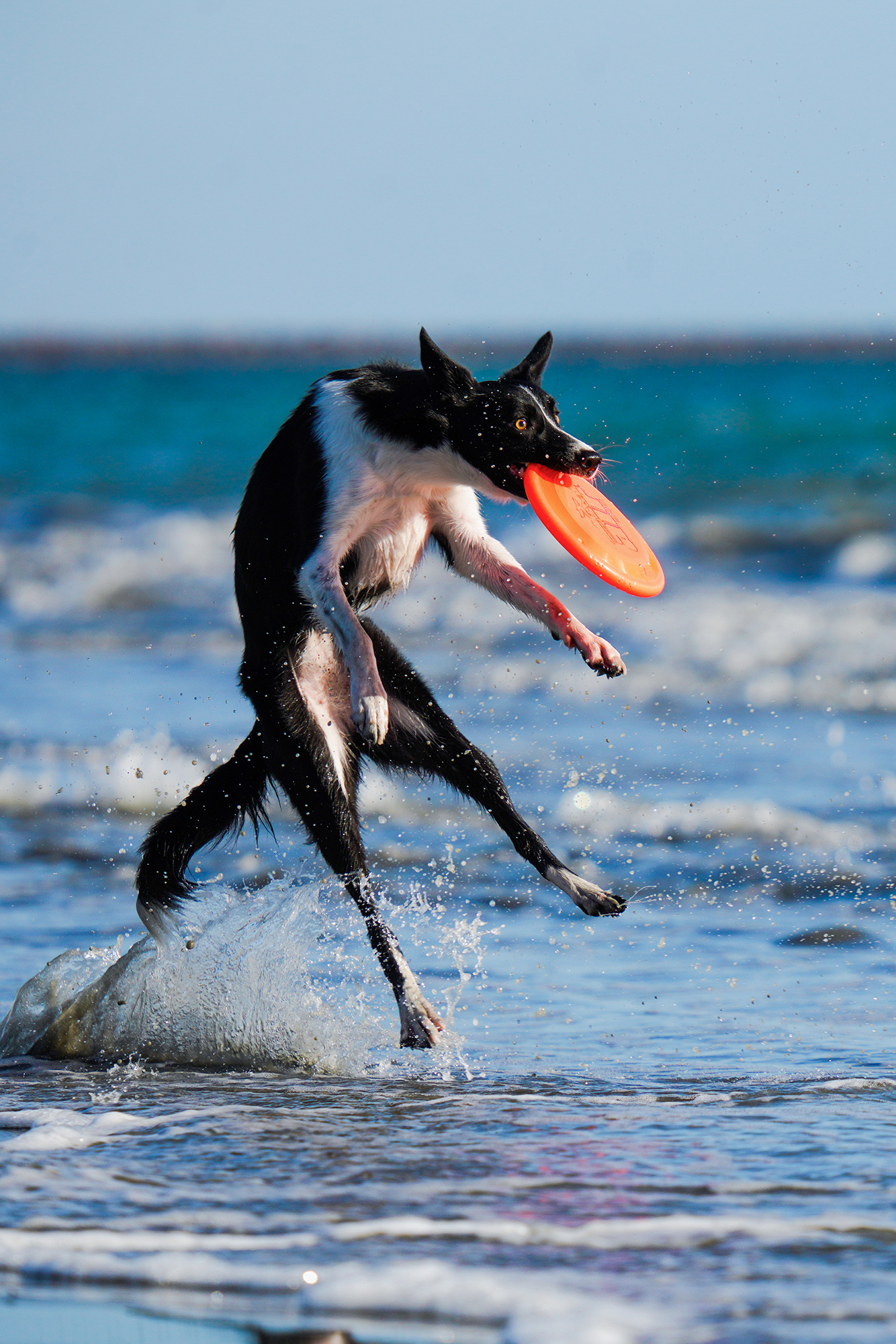 Disc catching, Dog Sports Wallpaper, 1340x2000 HD Phone