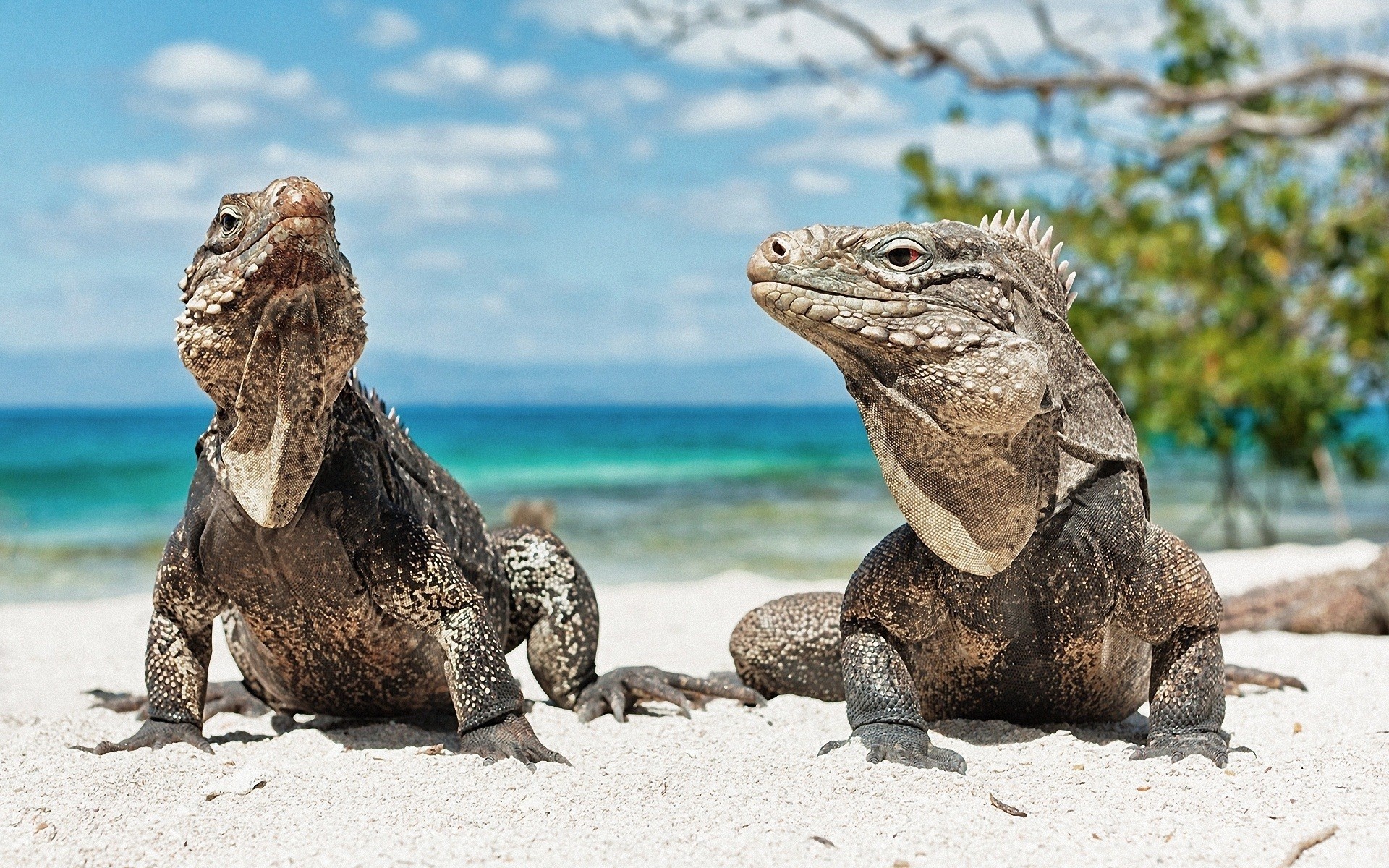 Couple, Iguana Wallpaper, 1920x1200 HD Desktop