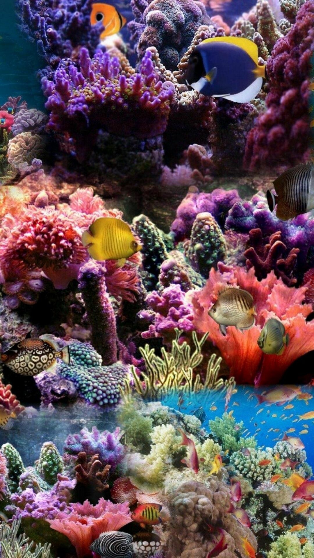 Coral reef phone wallpapers, Underwater enchantment, Vibrant marine colors, Phone background, 1080x1920 Full HD Phone