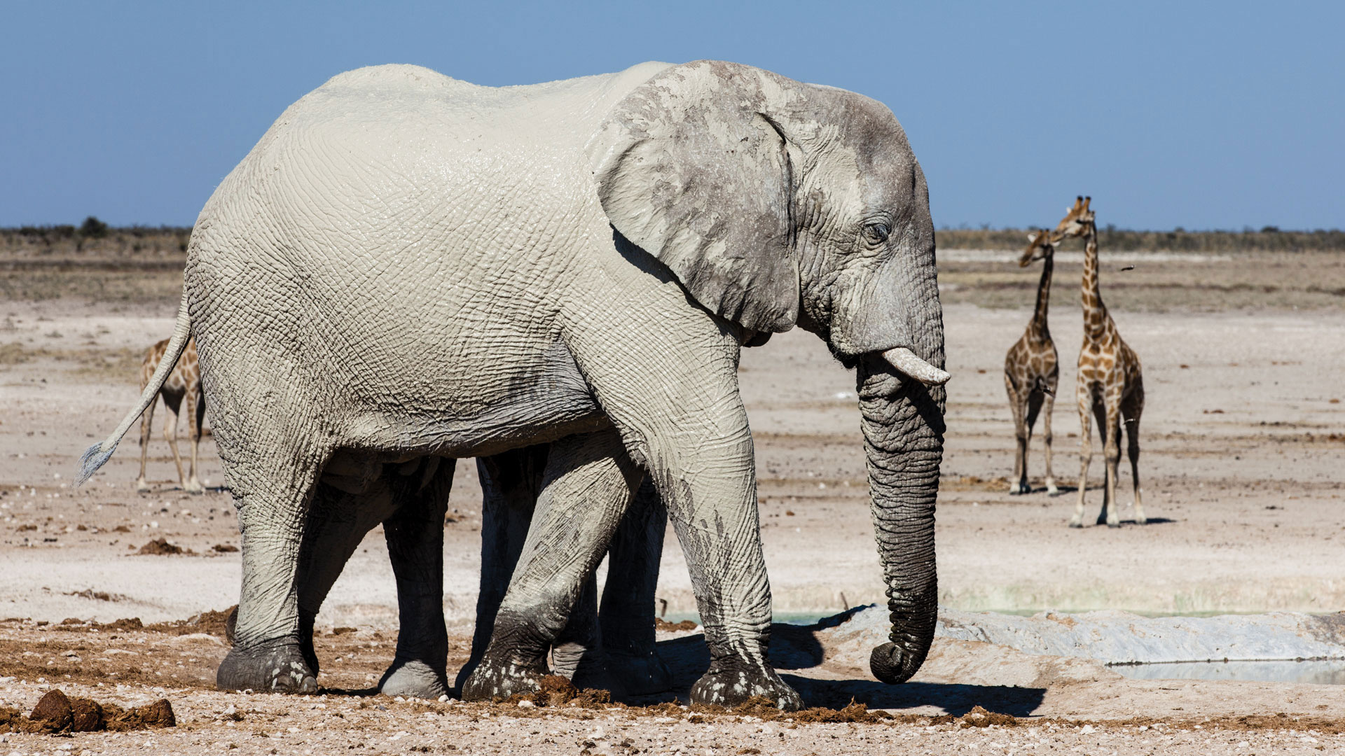 Etosha National Park, Instinkt dve pnev, Etosha, 1920x1080 Full HD Desktop