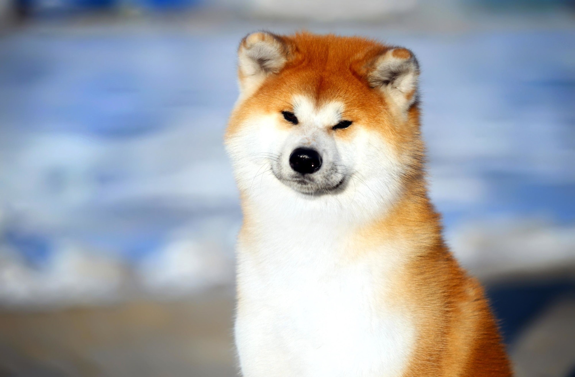 Hokkaido Dog, Cute akita dogs, Cute gentle loyal dog, 2000x1320 HD Desktop