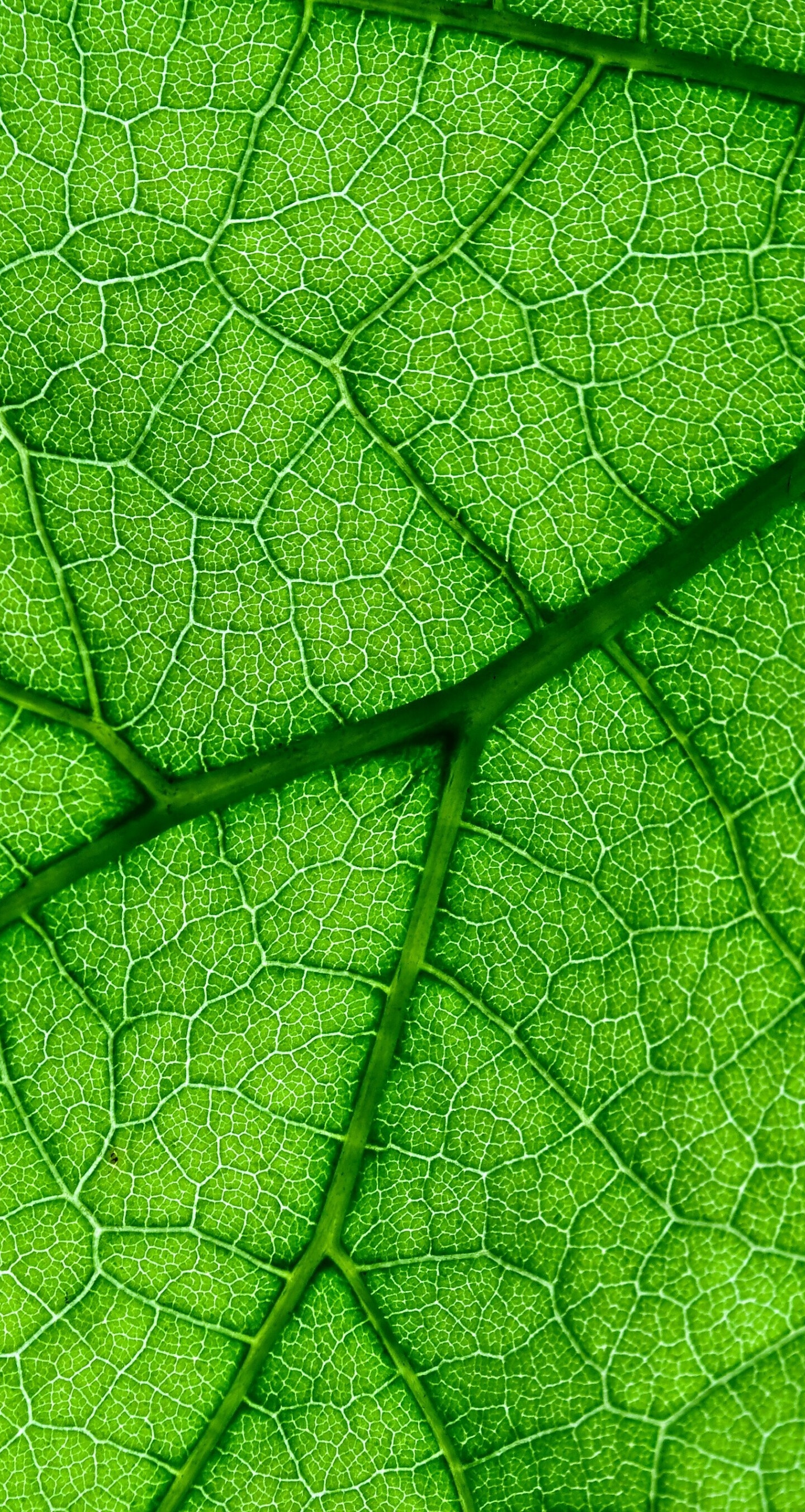 Veins close up, Green leaf, Samsung Galaxy S8, HD image, 1440x2710 HD Phone