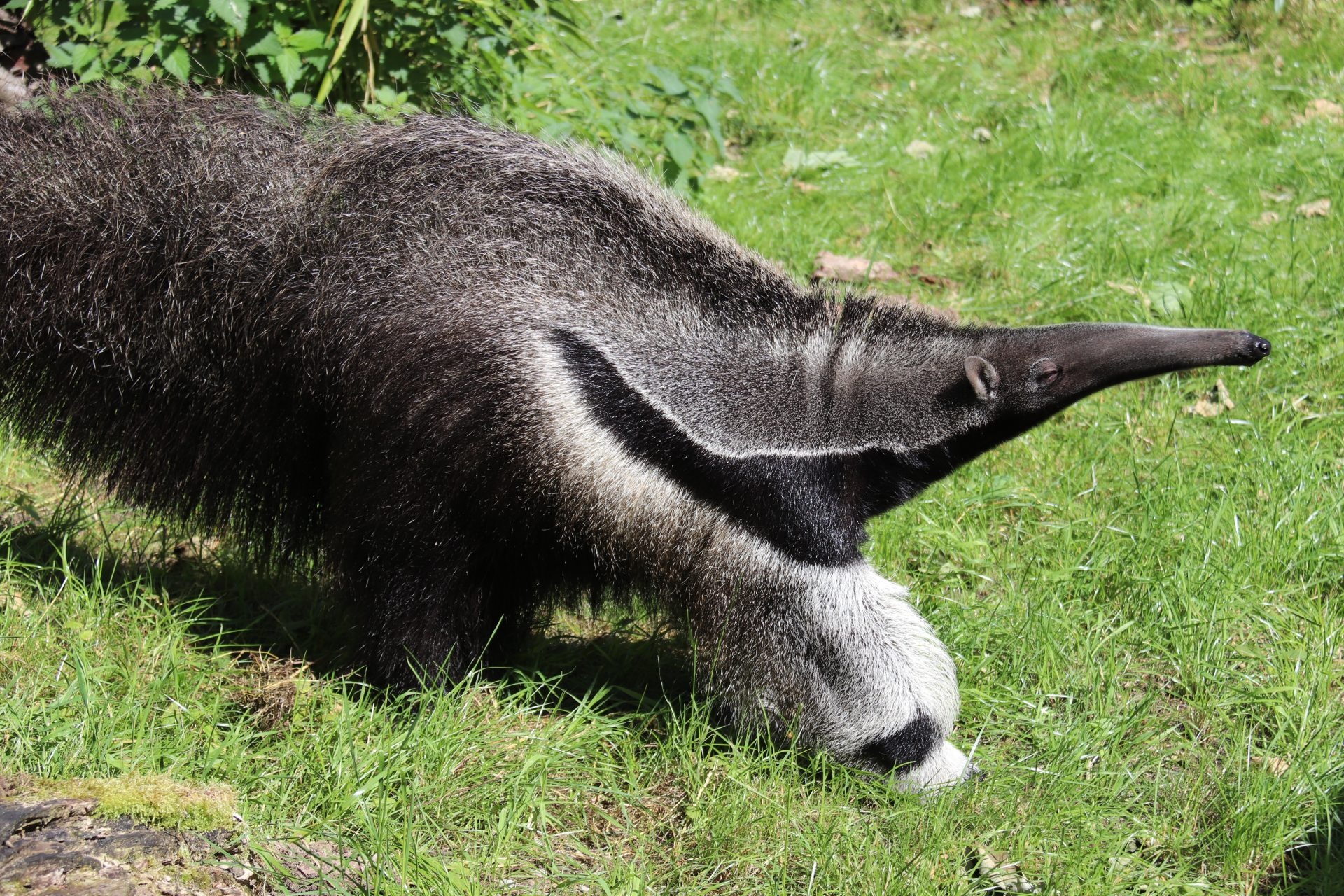 Bubbles the giant anteater, Dudley zoo, Anteater, Castle, 1920x1280 HD Desktop