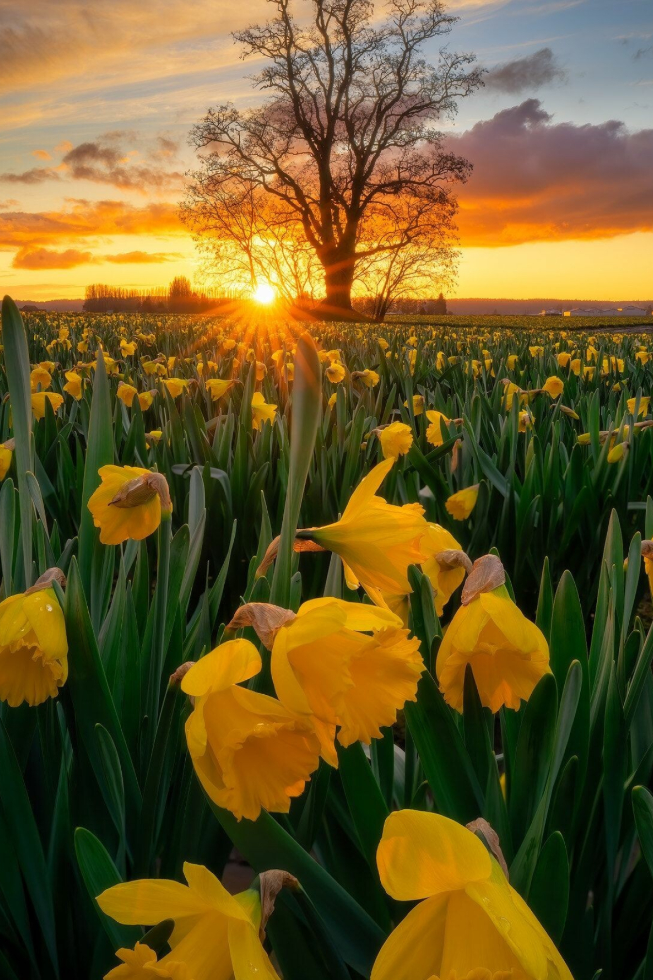 Daffodils under tree, Golden light, Skagit Valley, Spring welcome, 1350x2020 HD Phone