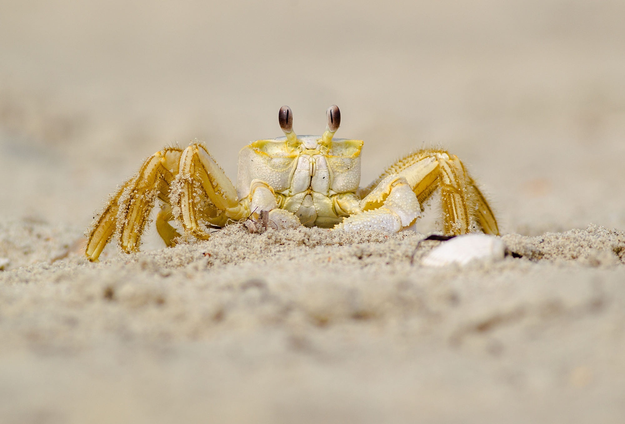 Beach crab wallpaper, Coastal charm, Seaside vibes, Nature's beauty, 2000x1360 HD Desktop