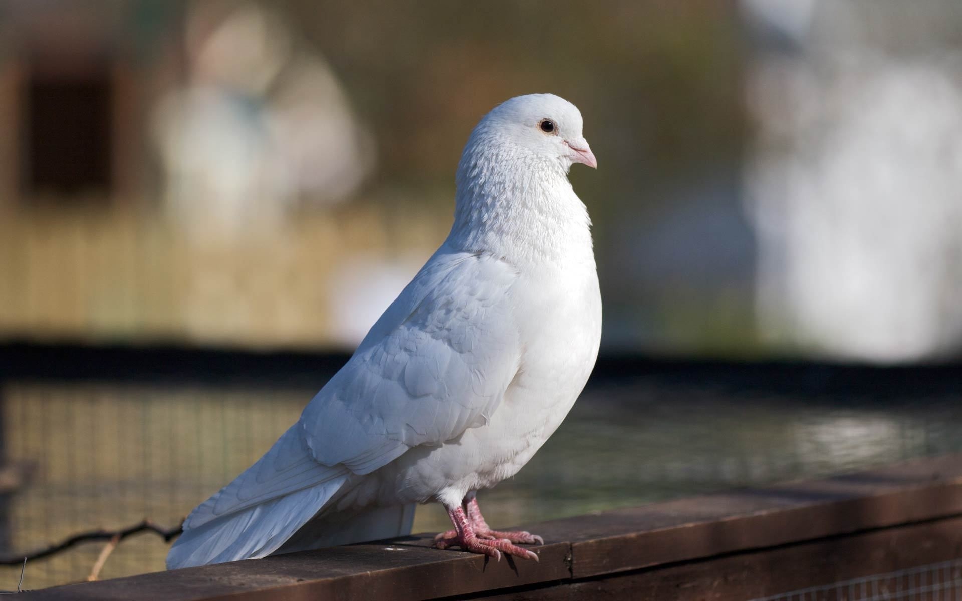 Pigeons birds wallpaper, Avian beauty, Feathered fascination, Nature's artwork, 1920x1200 HD Desktop