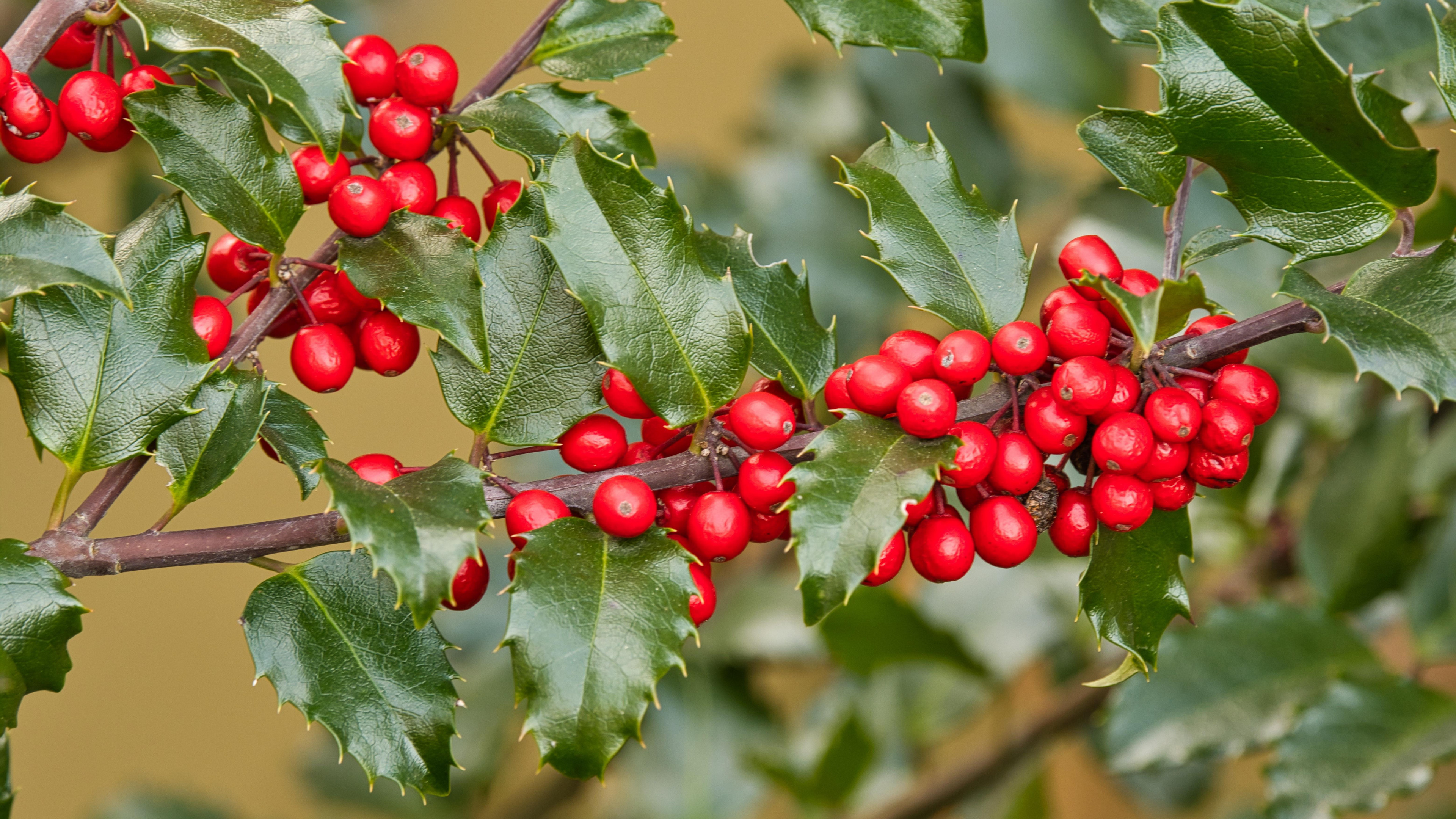 Branch, Holly Tree Wallpaper, 3840x2160 4K Desktop