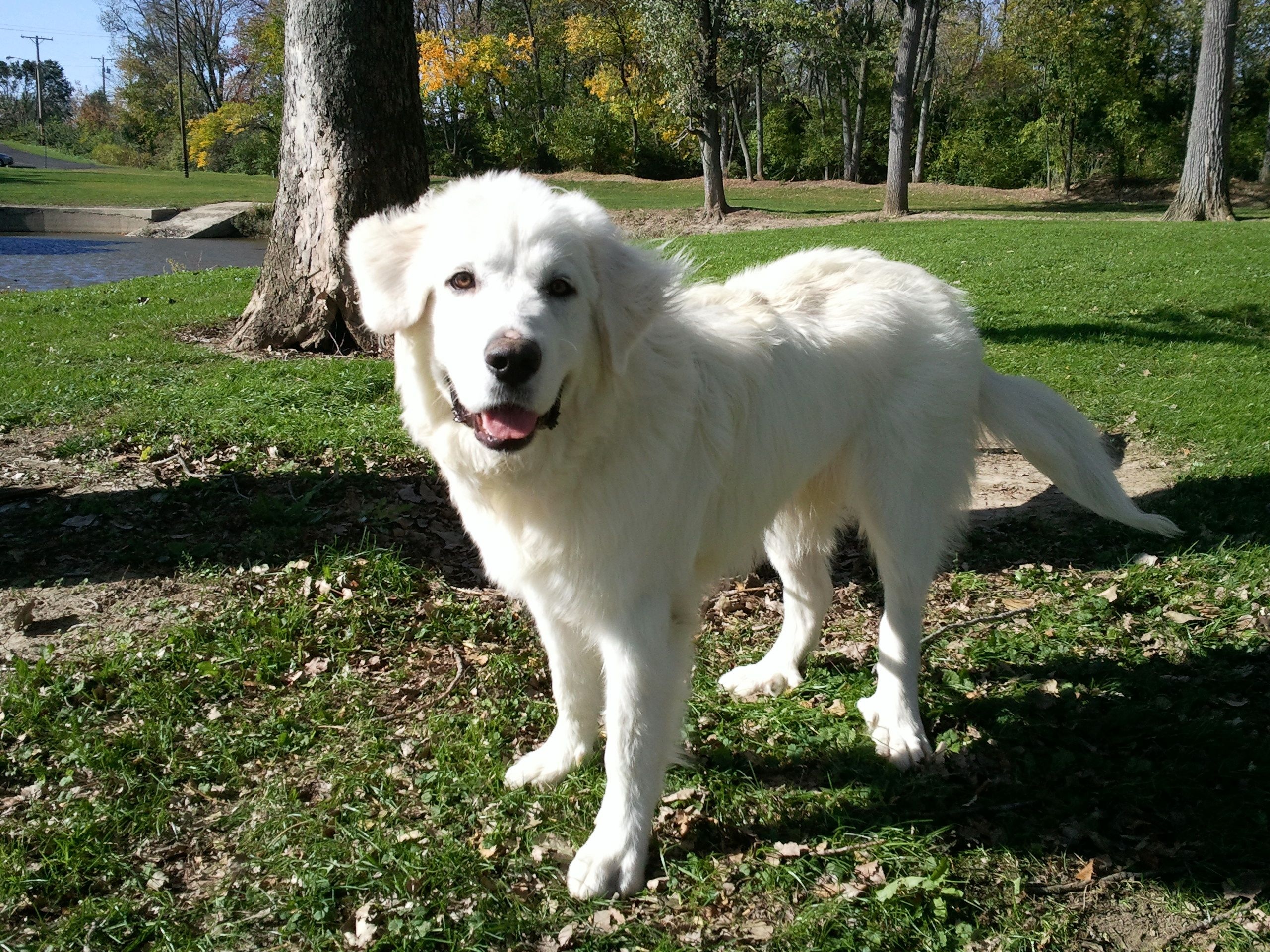 Great Pyrenees Yeti, Adorable Dogs, 2560x1920 HD Desktop