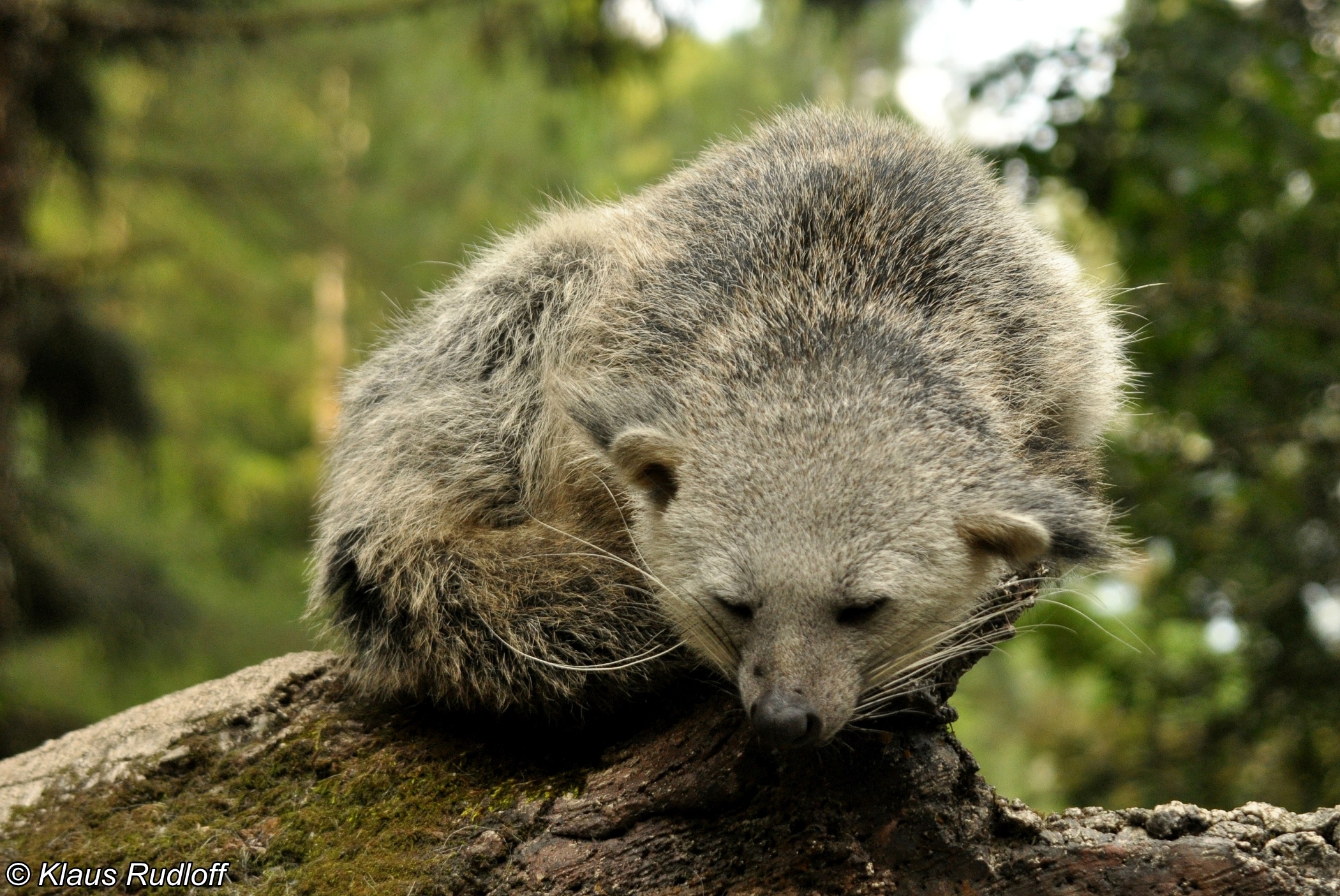 The Bornean, Binturong Wallpaper, 2100x1410 HD Desktop