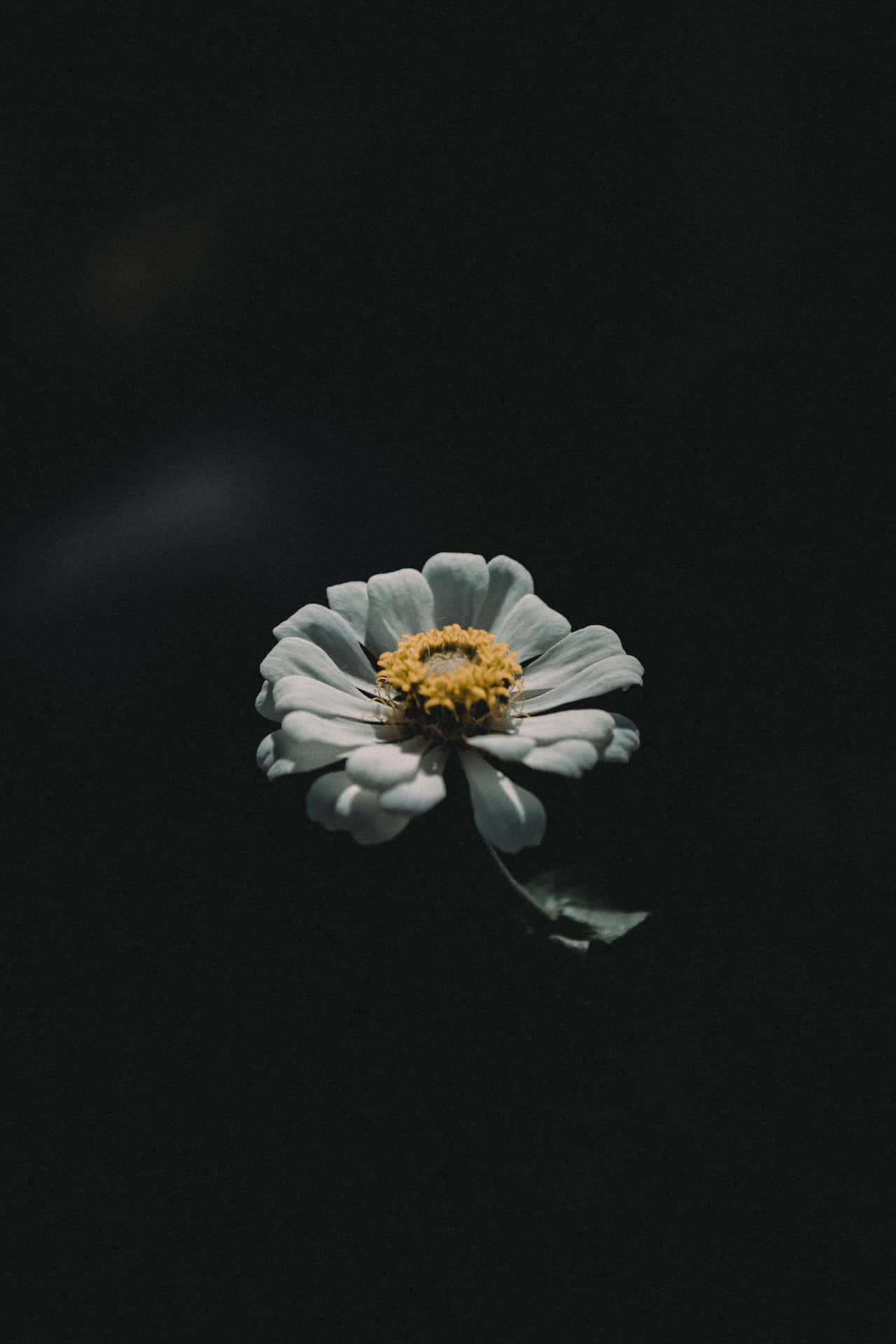 Zinnia, For Lock Screen Wallpaper, 1280x1920 HD Phone