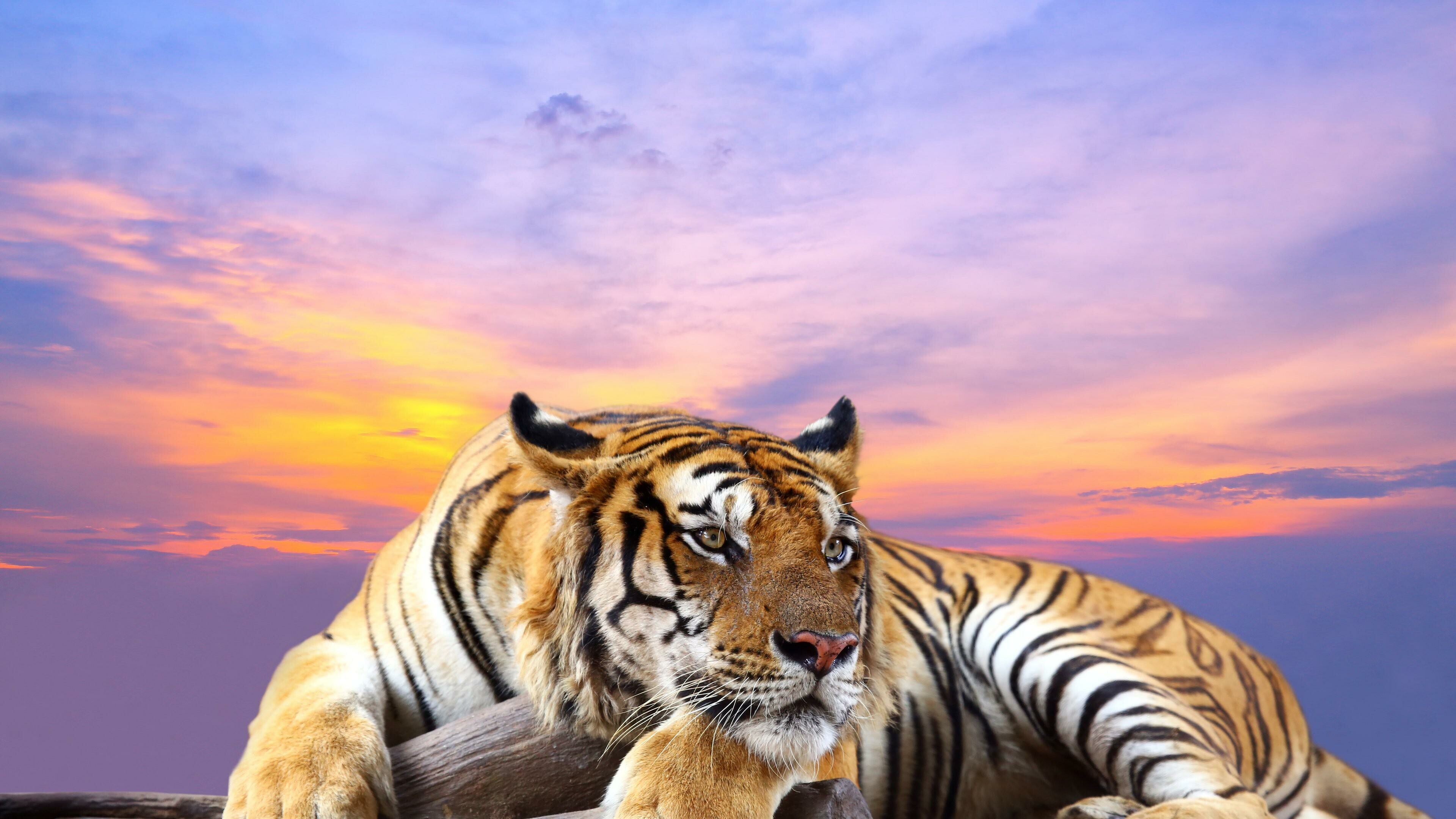 Majestic tiger, 4K wallpapers, Stunning visuals, Powerful presence, 3840x2160 4K Desktop