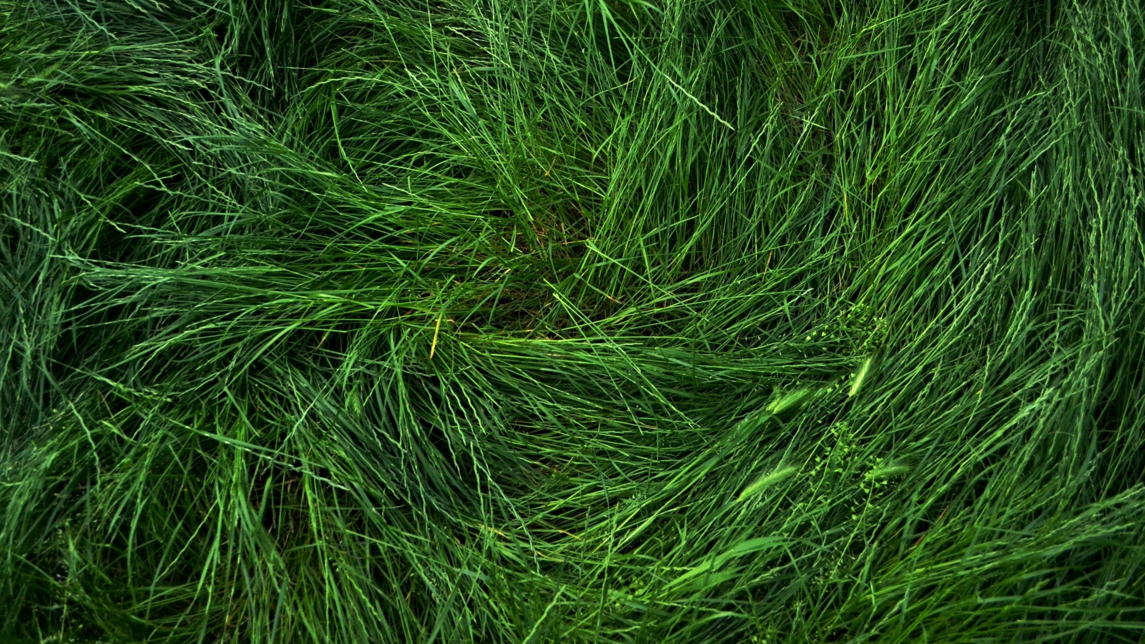 Flattened grass, Grass Wallpaper, 3840x2160 4K Desktop