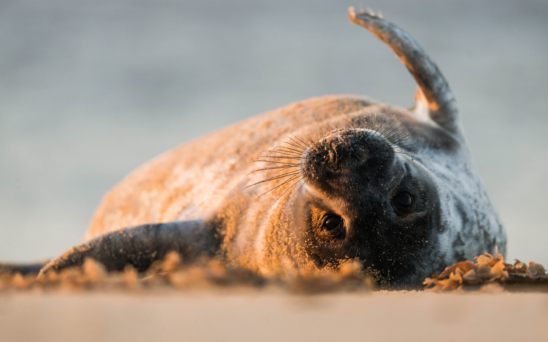 Playful seal wallpaper, Animal wallpapers, Adorable creature, Fun-loving, 1920x1200 HD Desktop