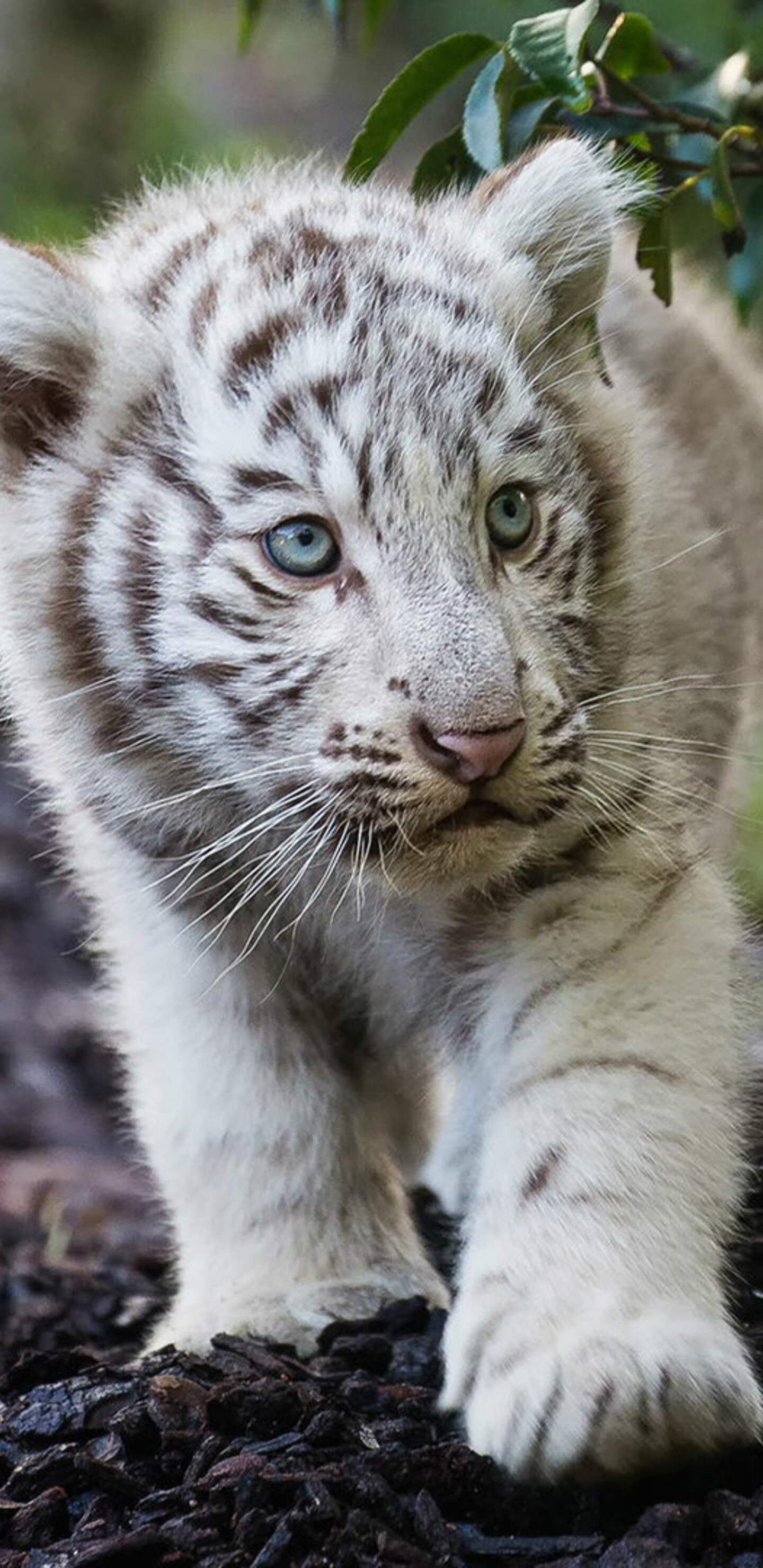 Tiger Cub, Cute cub, Bengal white tiger, Samsung Galaxy, 1440x2960 HD Phone