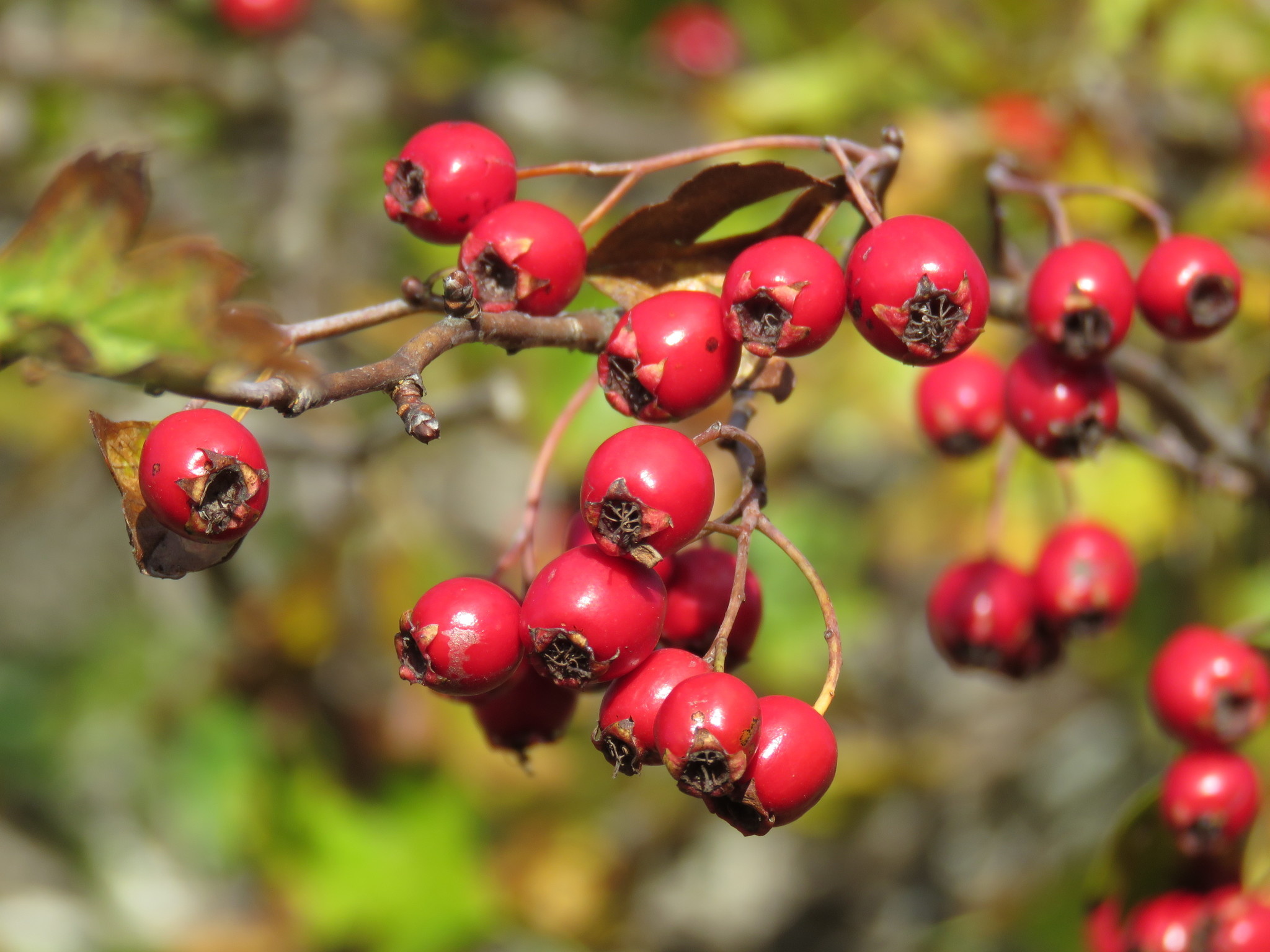 Espinosa y tejocotes, Crataegus genus, Natusfera, Nature, 2050x1540 HD Desktop