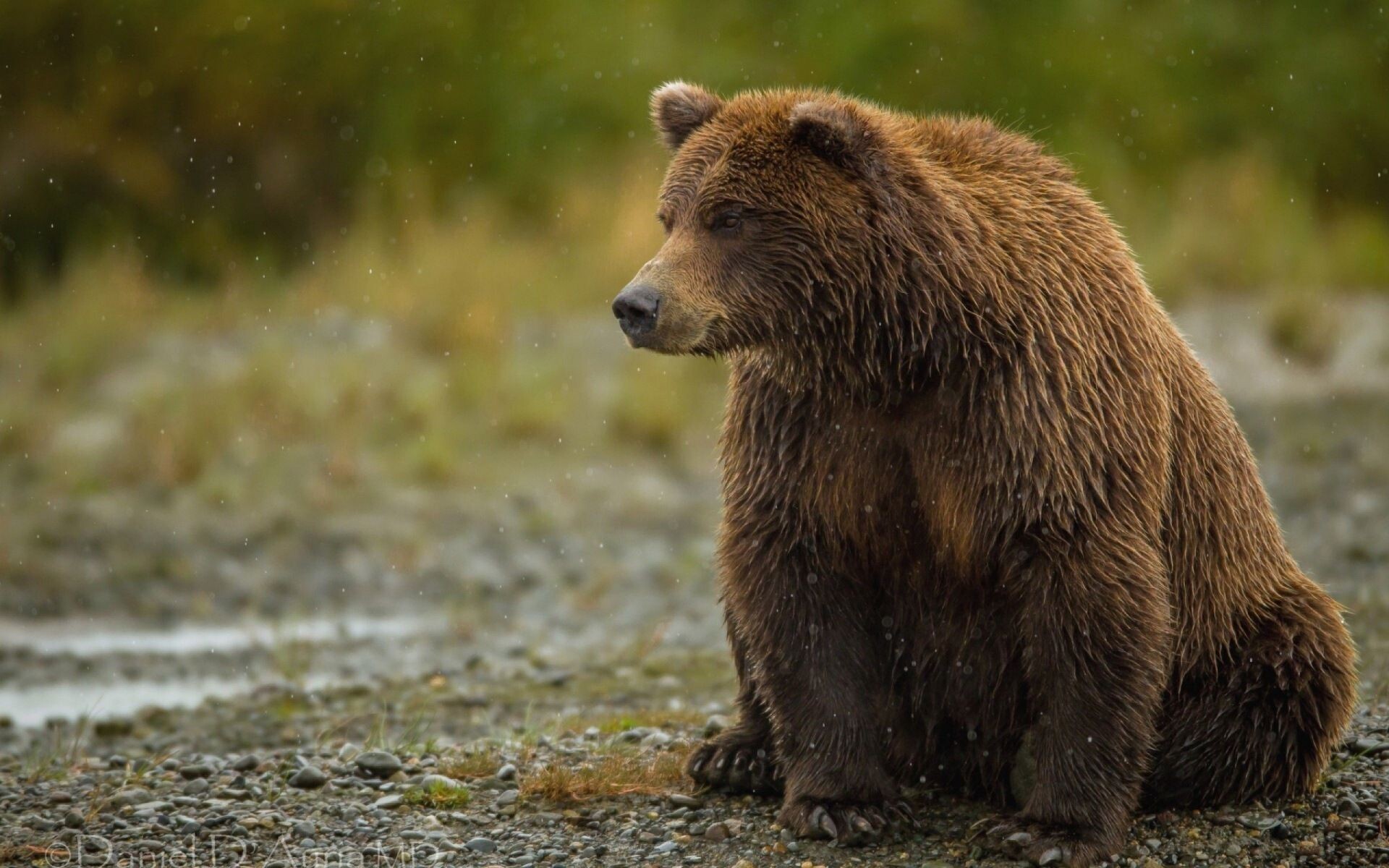 Grizzly bear, Desktop wallpaper, Nature landscape, Wildlife photography, 1920x1200 HD Desktop