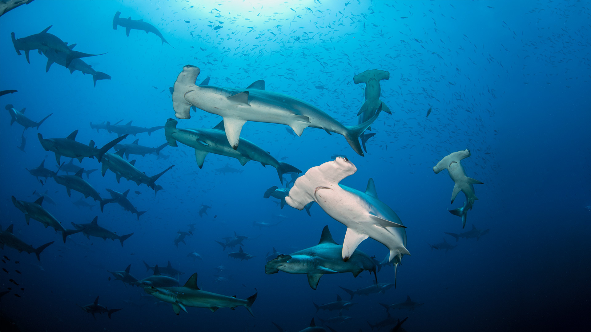 Flock of sharks, Hammerhead Sharks Wallpaper, 1920x1080 Full HD Desktop