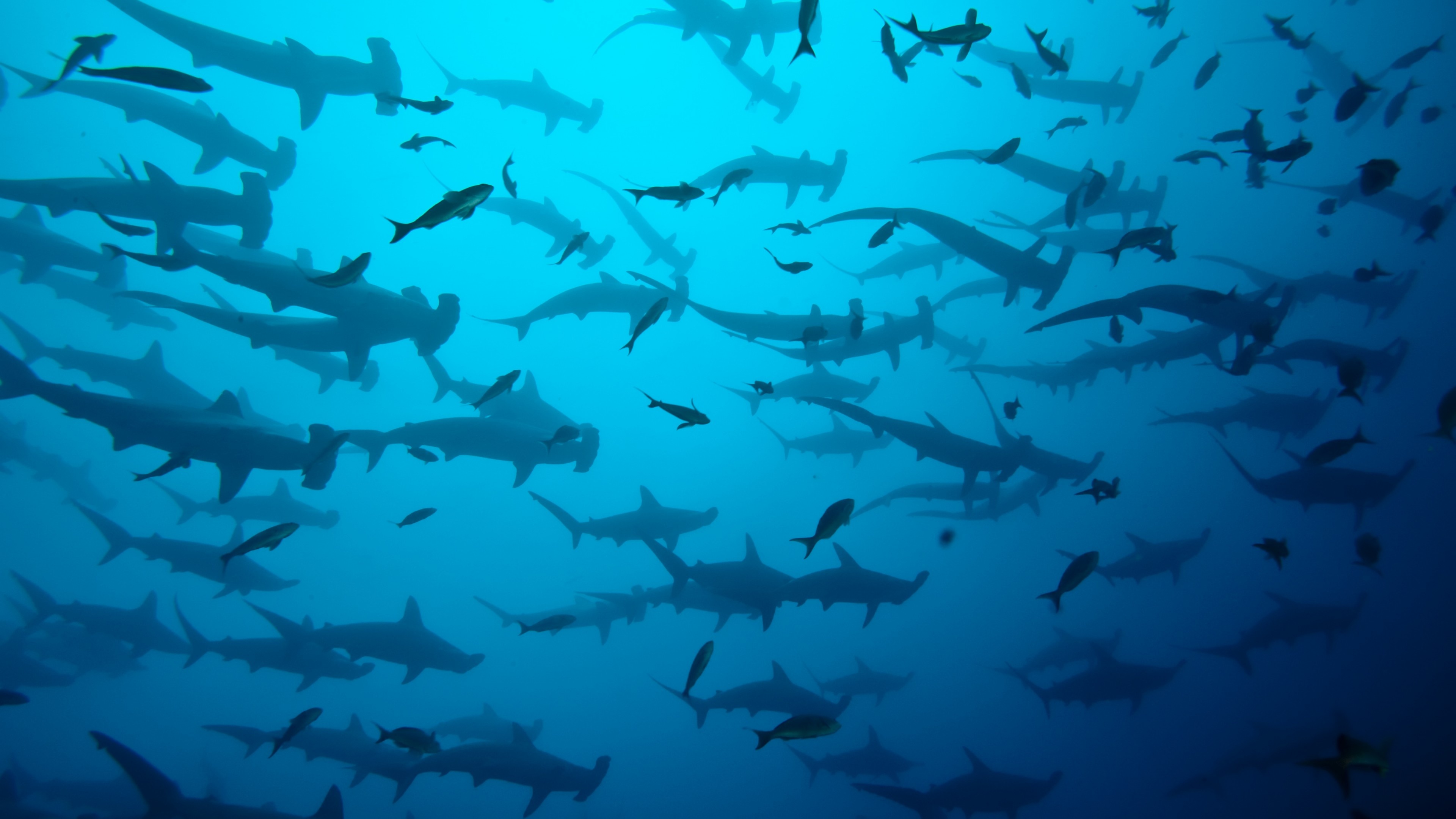 Hammerhead sharks, Costa Rica, Phone wallpapers, Hammerhead shark enthusiasts, 3840x2160 4K Desktop