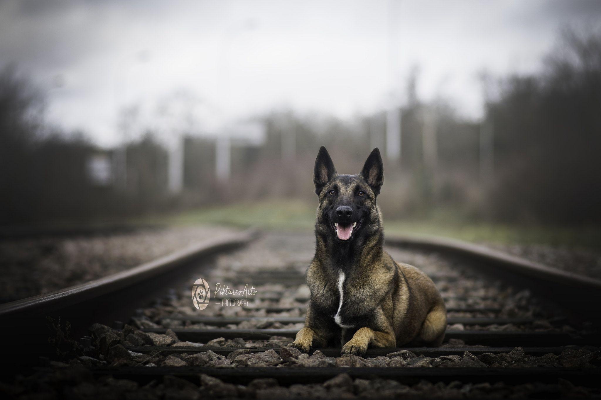 Aidi dog, Belgian malinois, Popular wallpaper, 2050x1370 HD Desktop