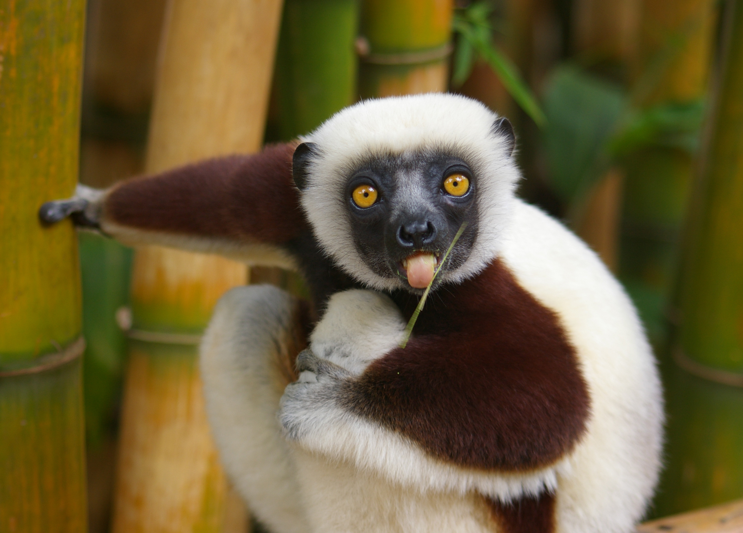 Coquerel's sifaka, Lemurs Wallpaper, 2410x1730 HD Desktop