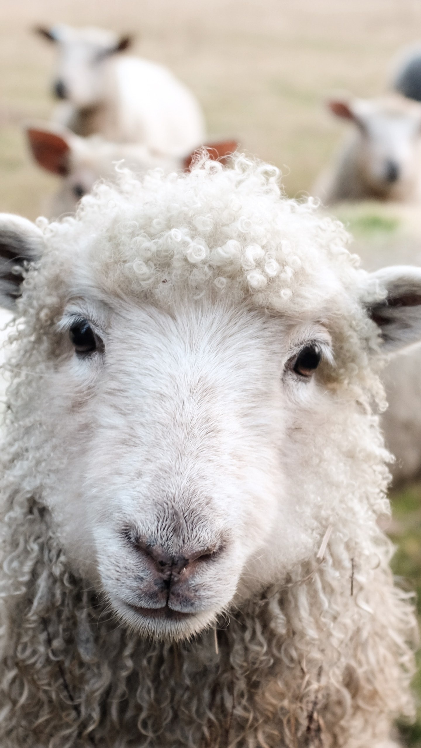 White sheep on green grass, Serene daytime scenery, Peaceful wooly creatures, Tranquil natural environment, 1440x2560 HD Phone