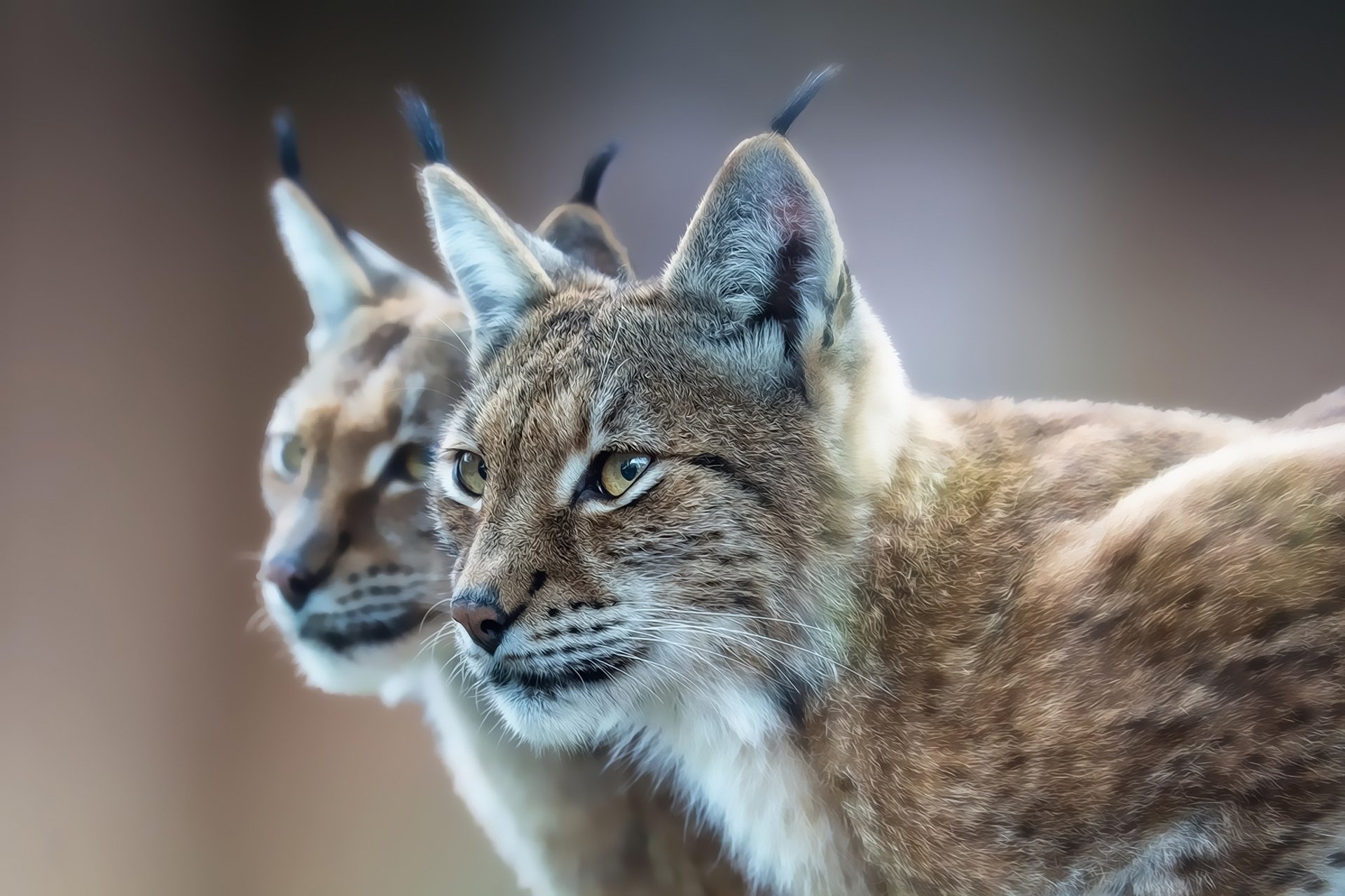 Lynx wallpaper, Aesthetically pleasing, Stunning background, Visual allure, 1920x1280 HD Desktop