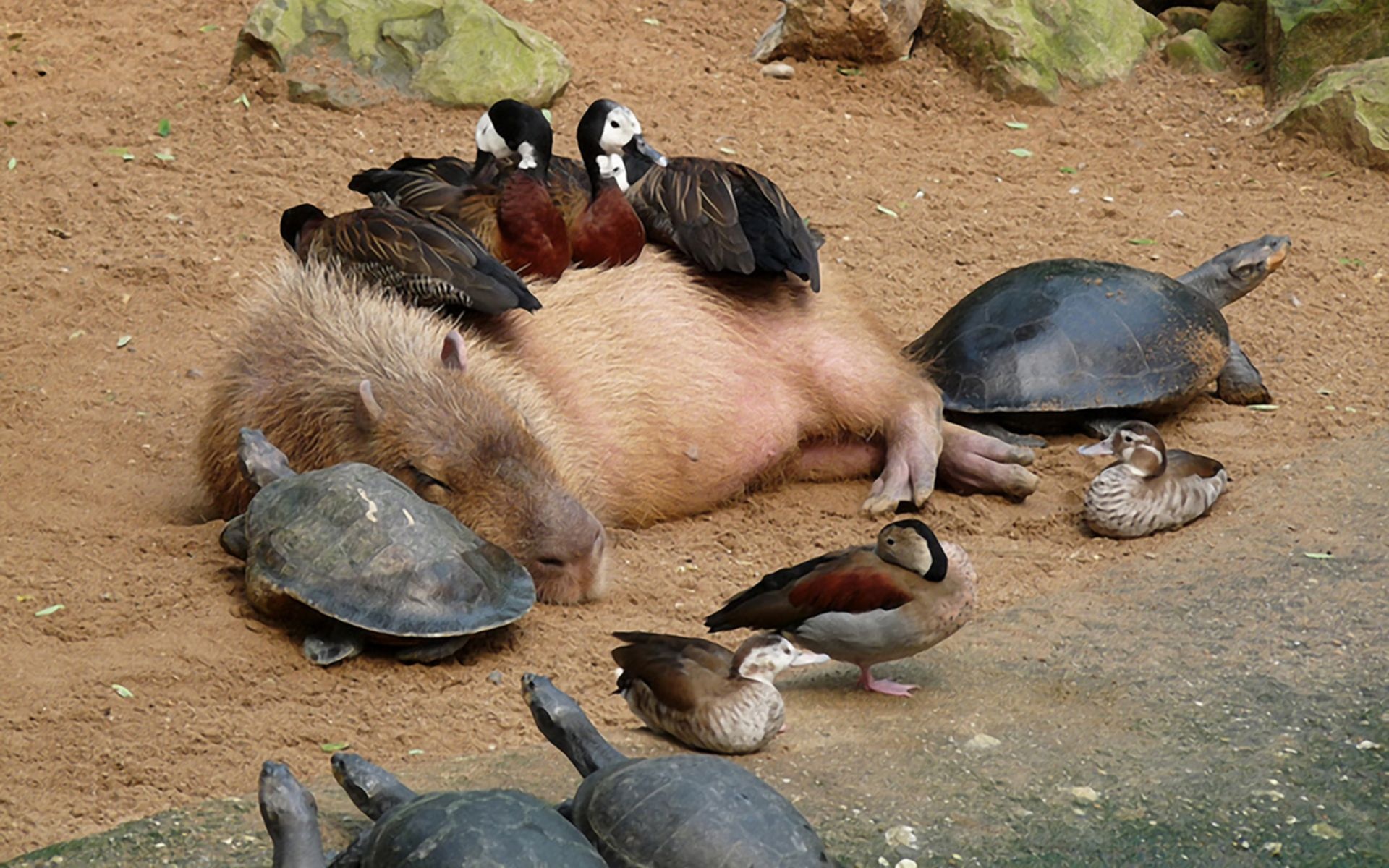 Capybara wallpaper image, HD background, Animal beauty, Nature's wonder, 1920x1200 HD Desktop