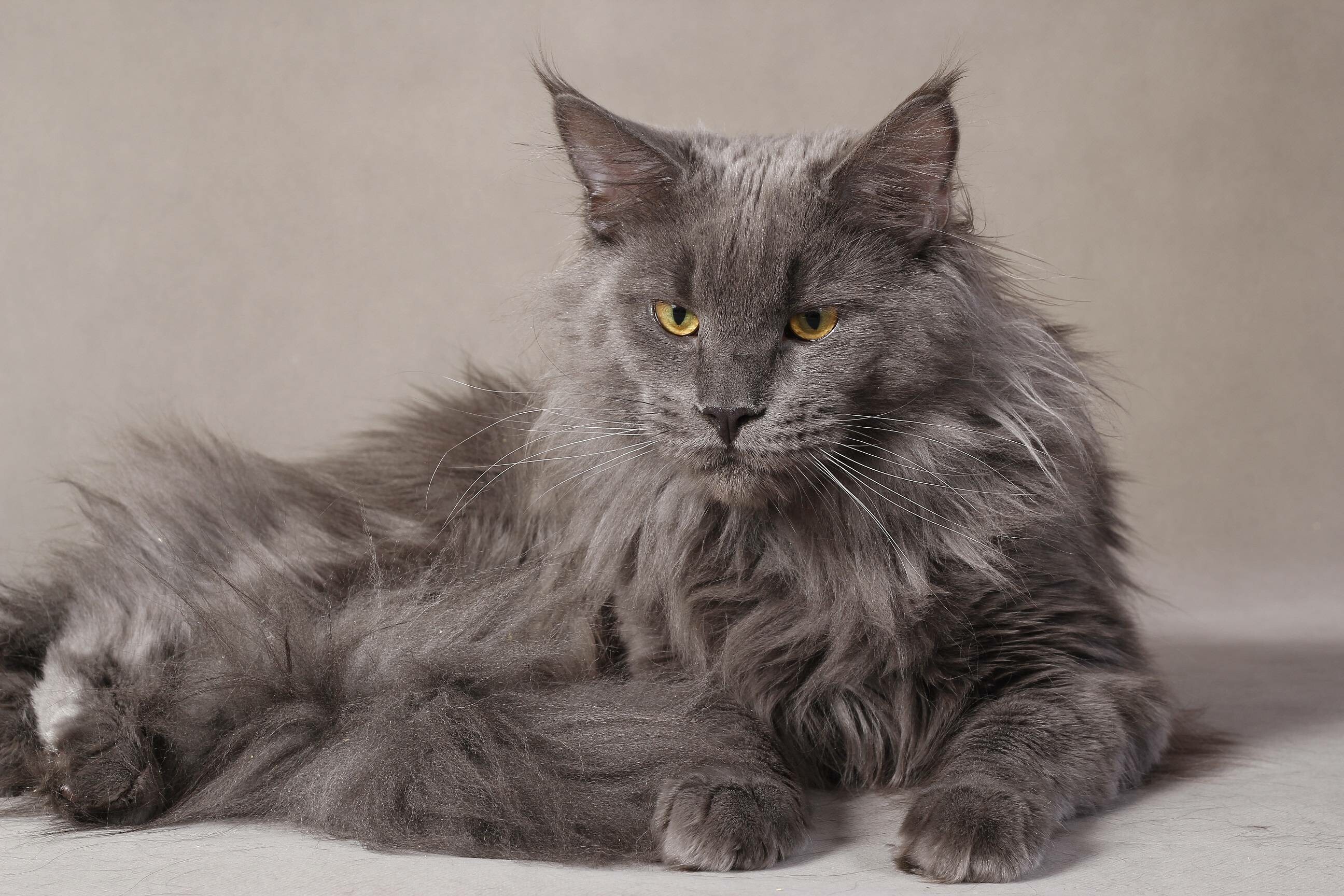 Maine Coon pride, Majestic presence, Magnificent fur, King of cats, 2600x1730 HD Desktop