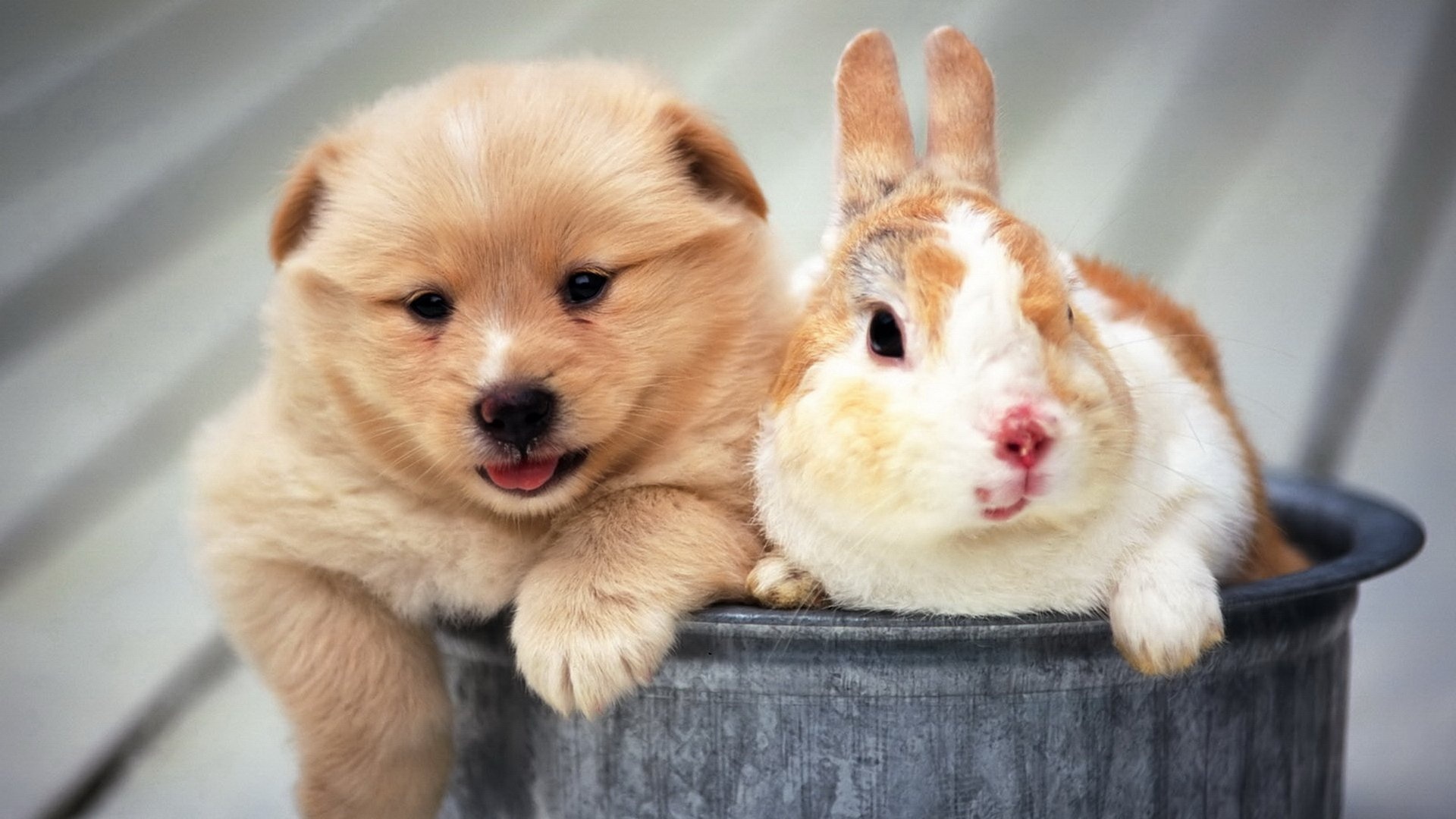 Puppy and bunny, Pets Wallpaper, 1920x1080 Full HD Desktop