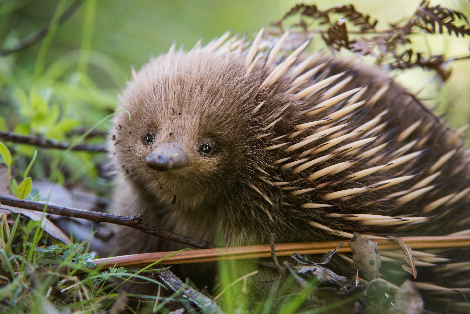 Echidna in HD, Desktop wallpaper, High-resolution image, Wallha.com, 1920x1290 HD Desktop