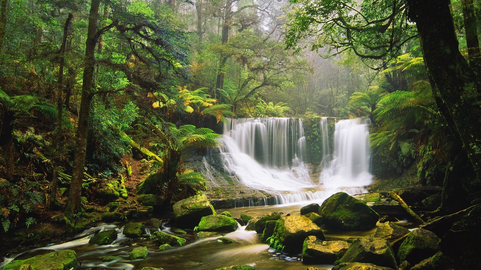 Daintree National Park, Rainforest backgrounds, Travels, 1920x1080 Full HD Desktop