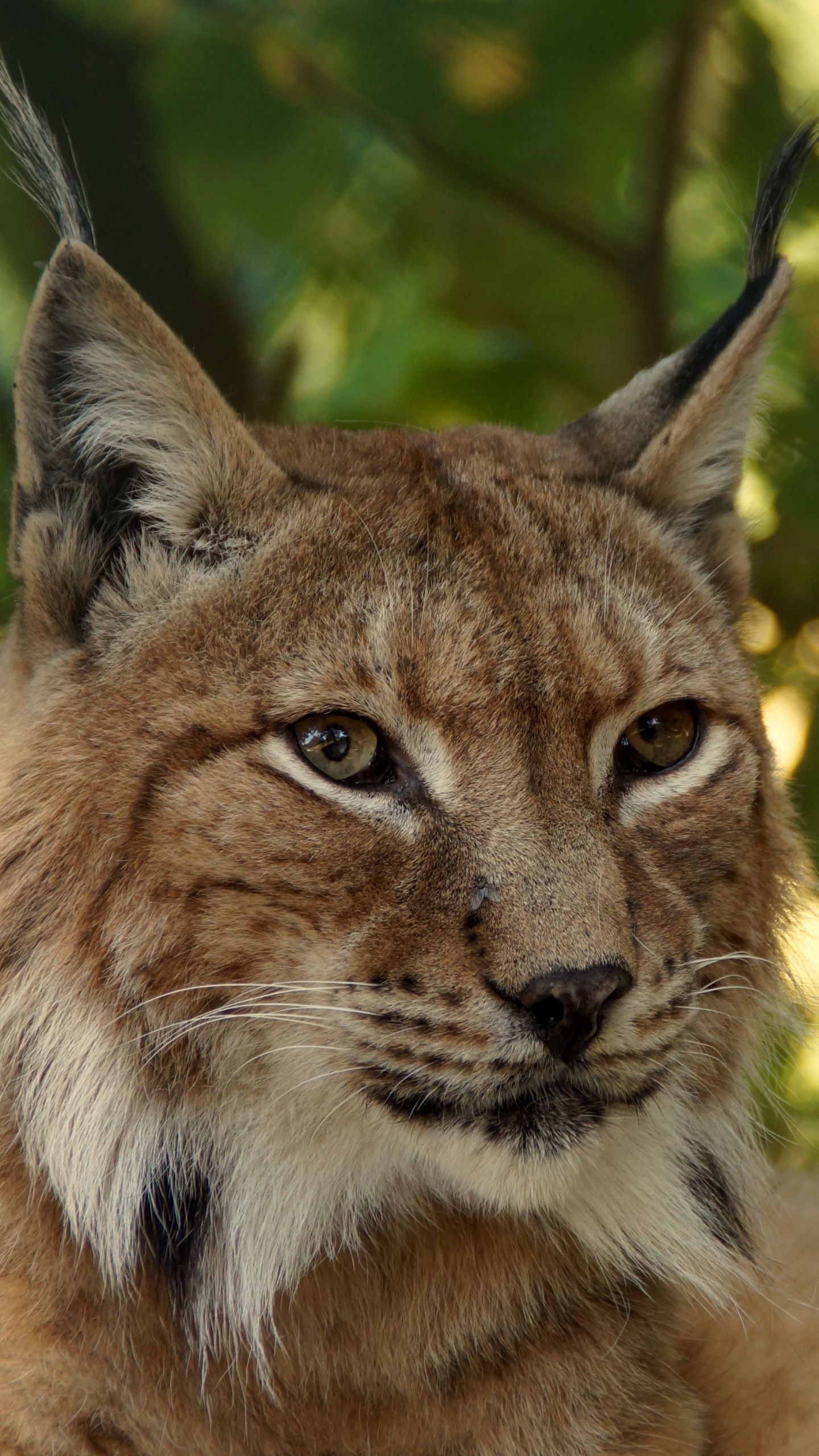 Close-up, Bobcat (Red Lynx) Wallpaper, 1440x2560 HD Phone