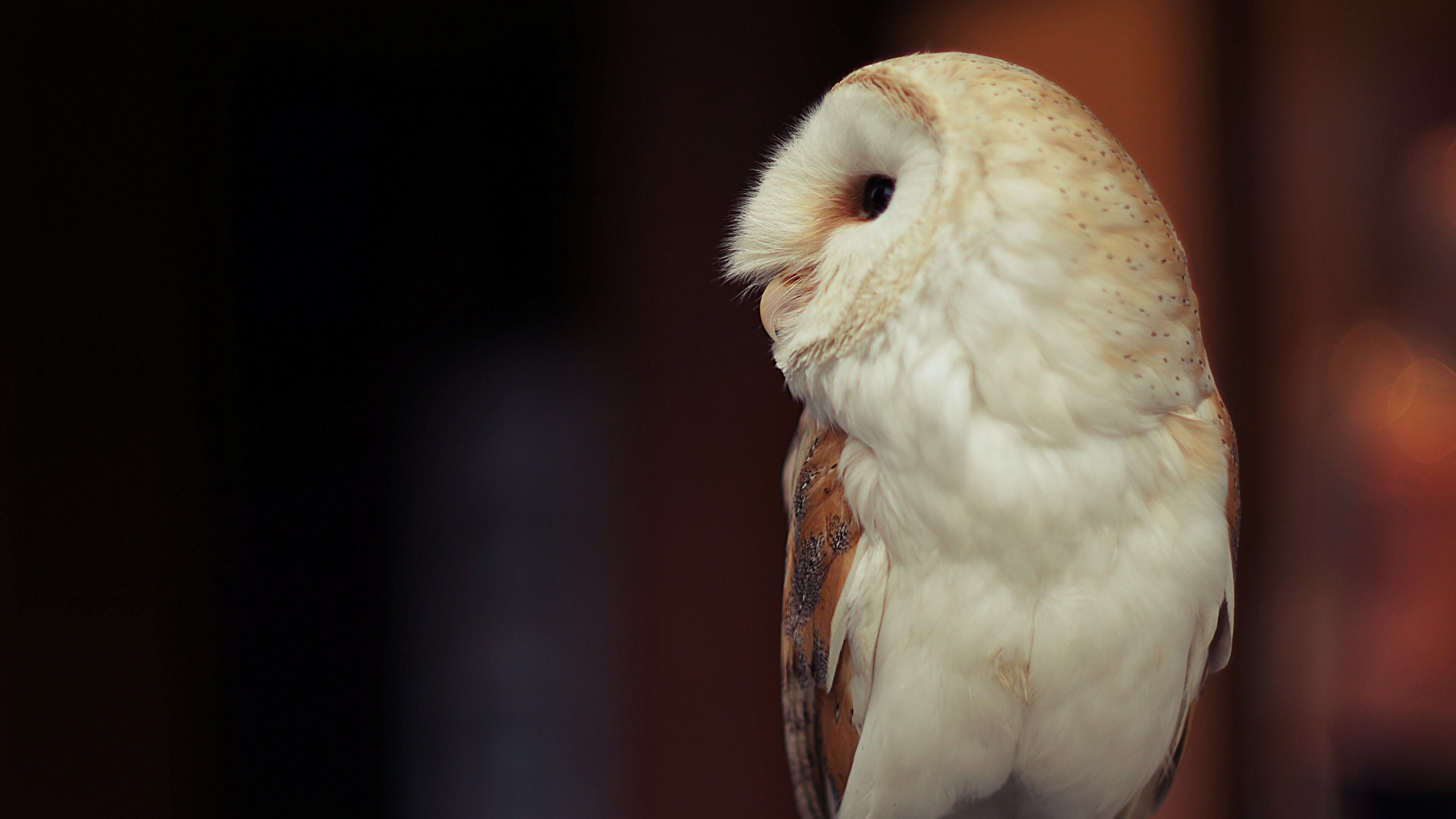 Stunning owl photography, Full HD beauty, Mobile wallpapers, Free download, 3840x2160 4K Desktop