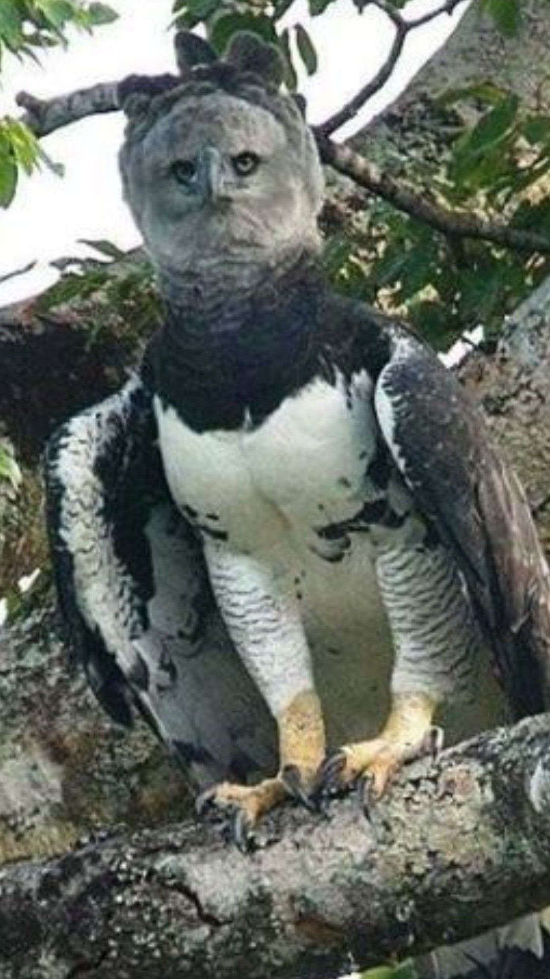 Medieval-inspired harpy eagle, Birds of prey dedication, Awe-inspiring avian beauty, Nature's marvels, 1080x1920 Full HD Phone