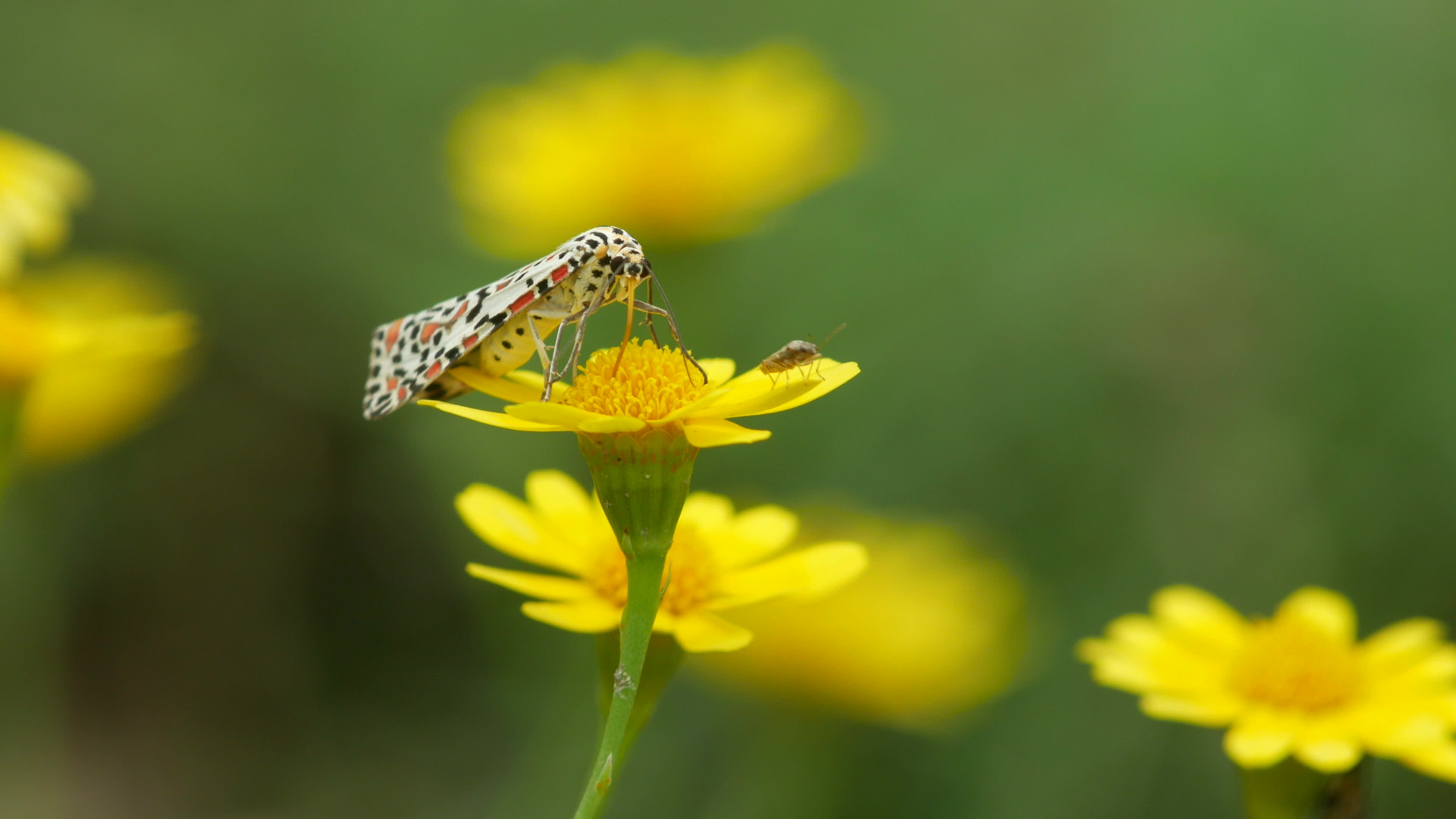 Small moth feeding on dahlberg daisy, Delicate nature interaction, Beautiful stock footage, Captivating visuals, 3840x2160 4K Desktop