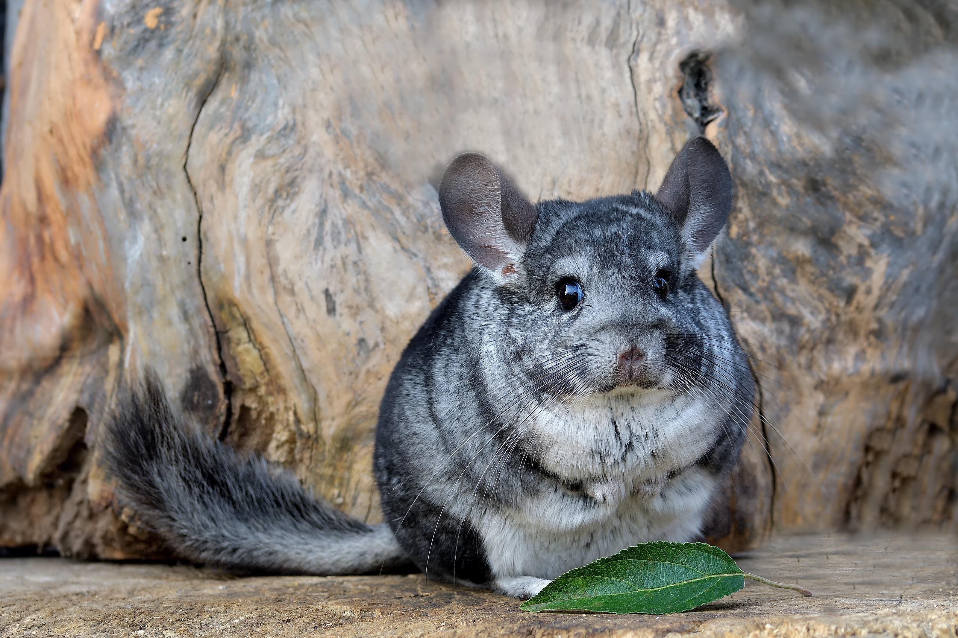 Chinchilla childhood memories, Surprise mammal discovery, Fascinating tarantula tale, Curious creatures, 3200x2140 HD Desktop