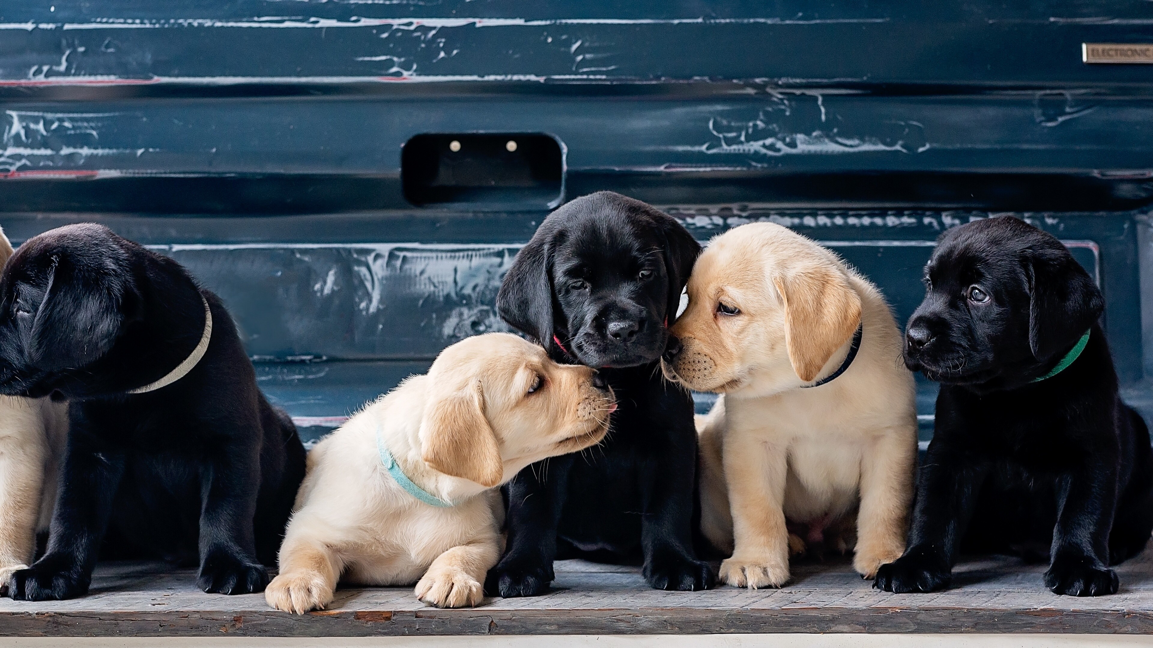 Siblings, Labrador Retriever Wallpaper, 3840x2160 4K Desktop