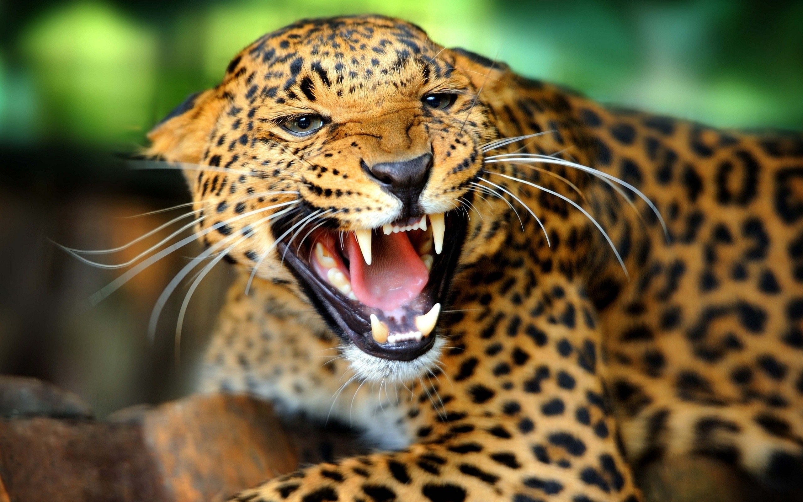 Sri Lankan leopard, Wild Animals Wallpaper, 2560x1600 HD Desktop