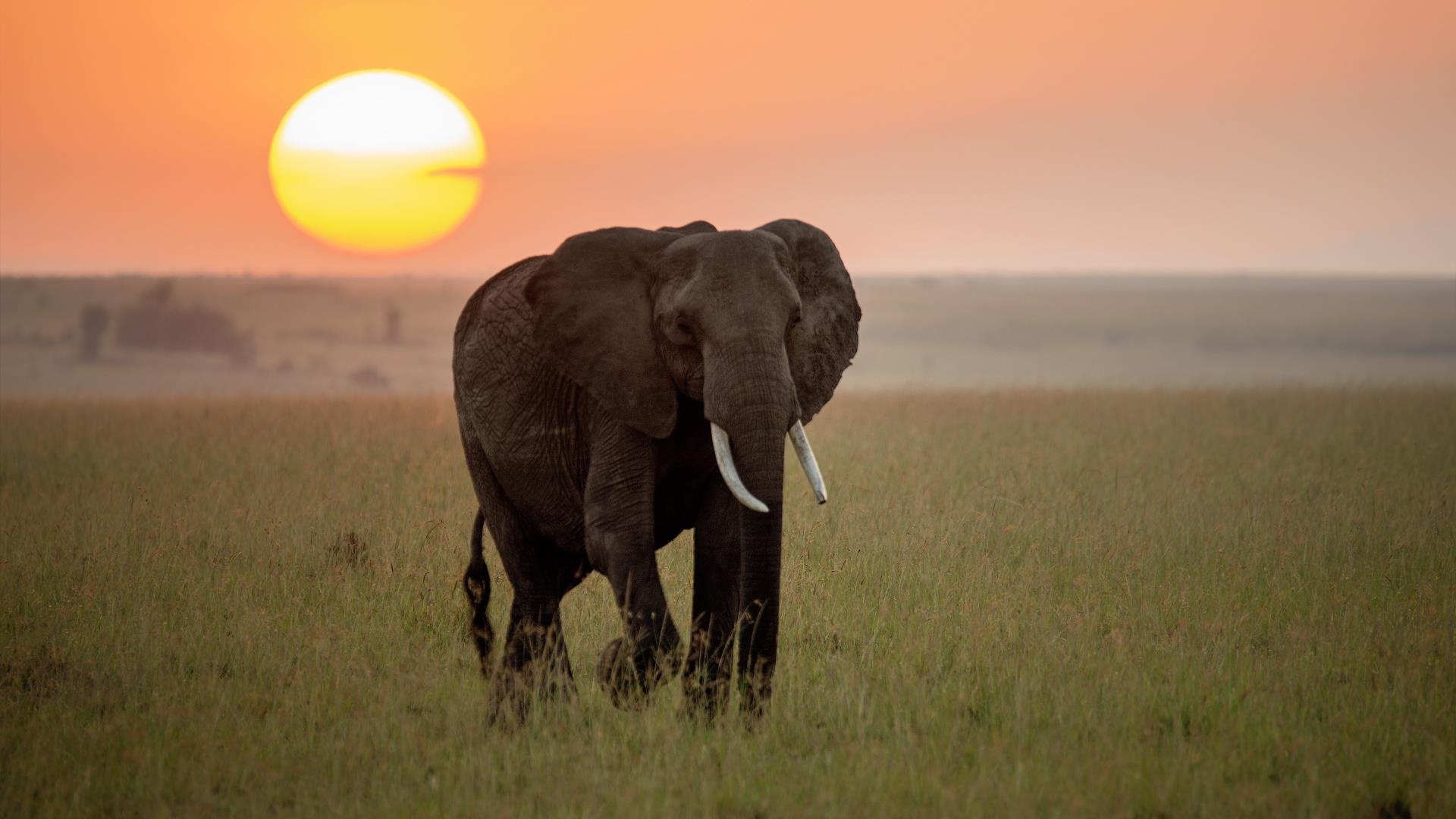 Savannah elephant, Wild Animals Wallpaper, 1920x1080 Full HD Desktop