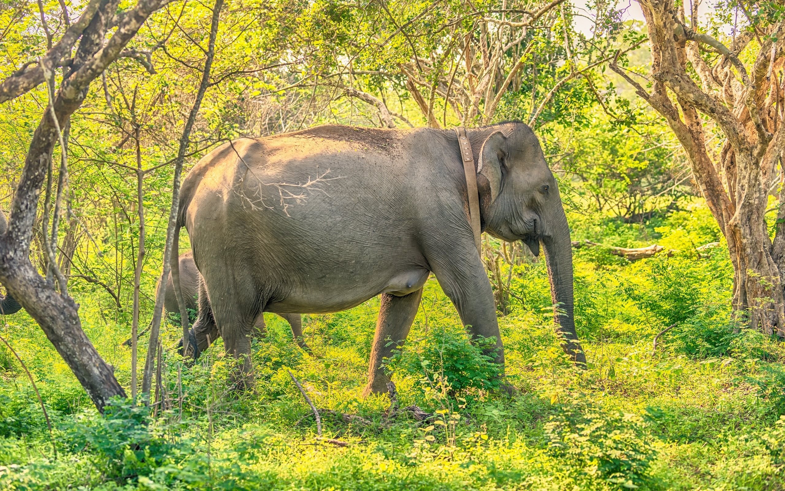 Elephant, Sri Lanka Wallpaper, 2560x1600 HD Desktop