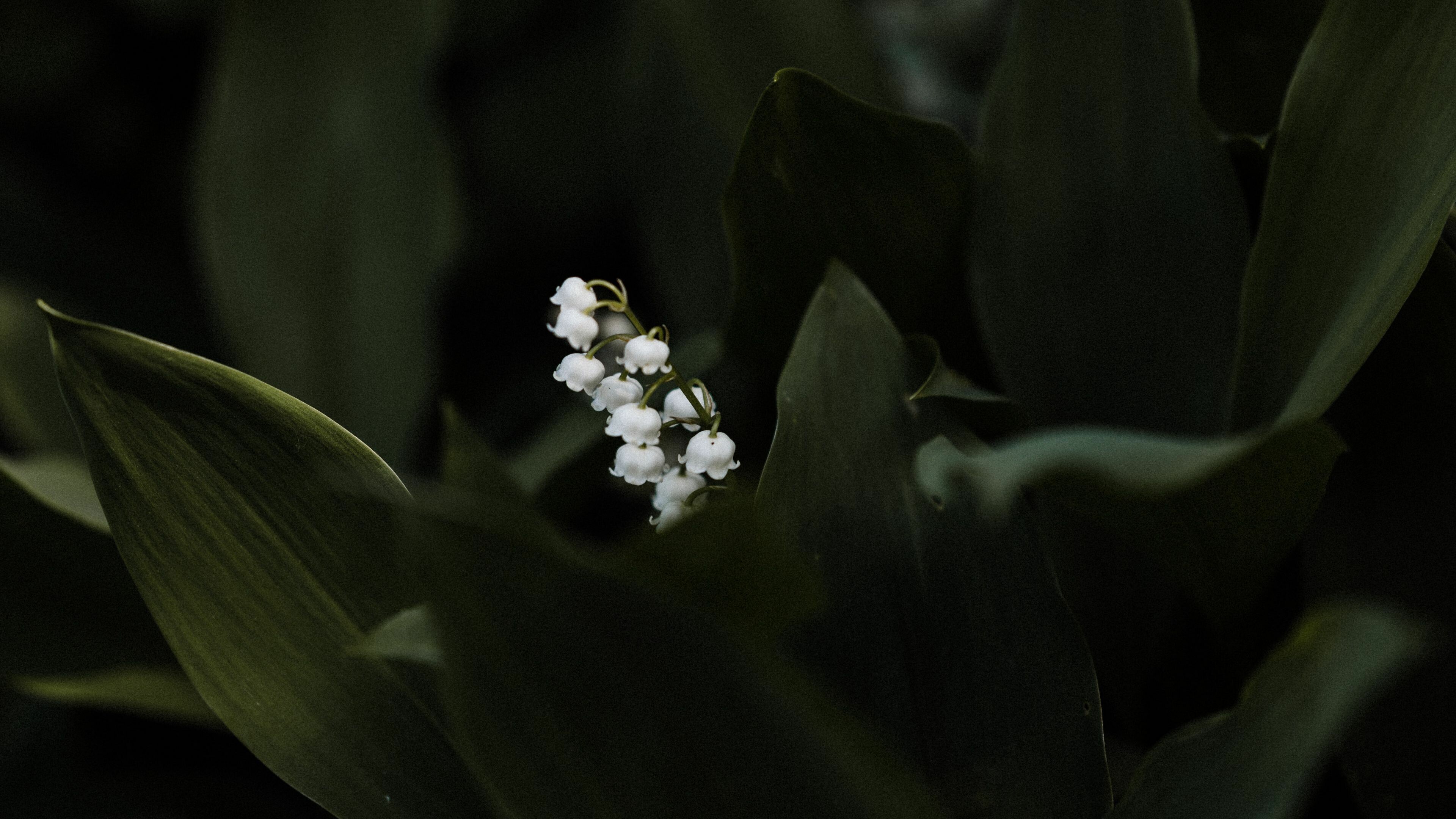 Lily of the Valley, Leaves and flowers, Botanical wonderland, Nature's harmony, 3840x2160 4K Desktop