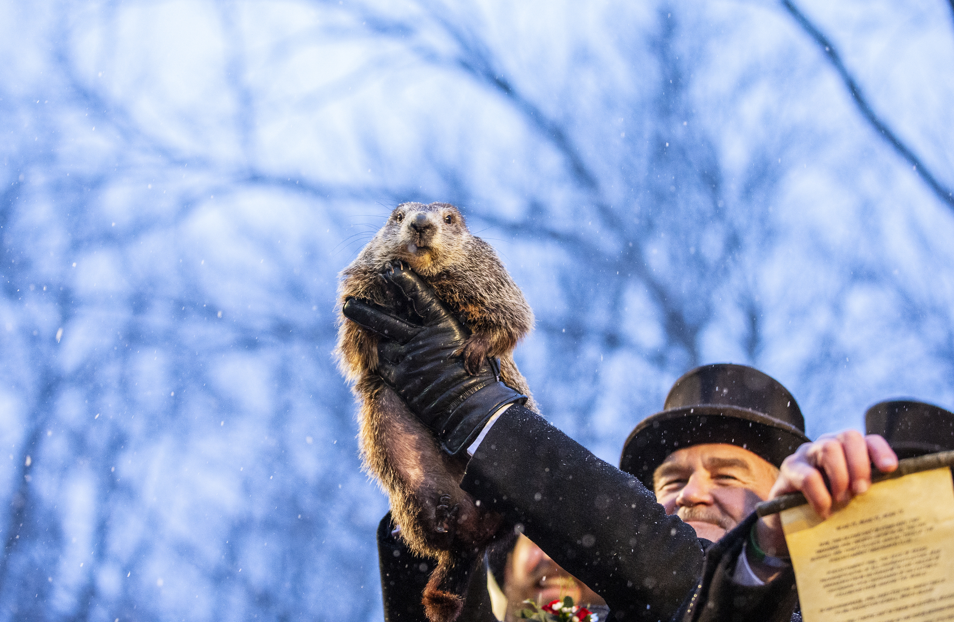 Groundhog, Punxsutawney Phil prediction, Winter's duration, What it means, 3300x2160 HD Desktop