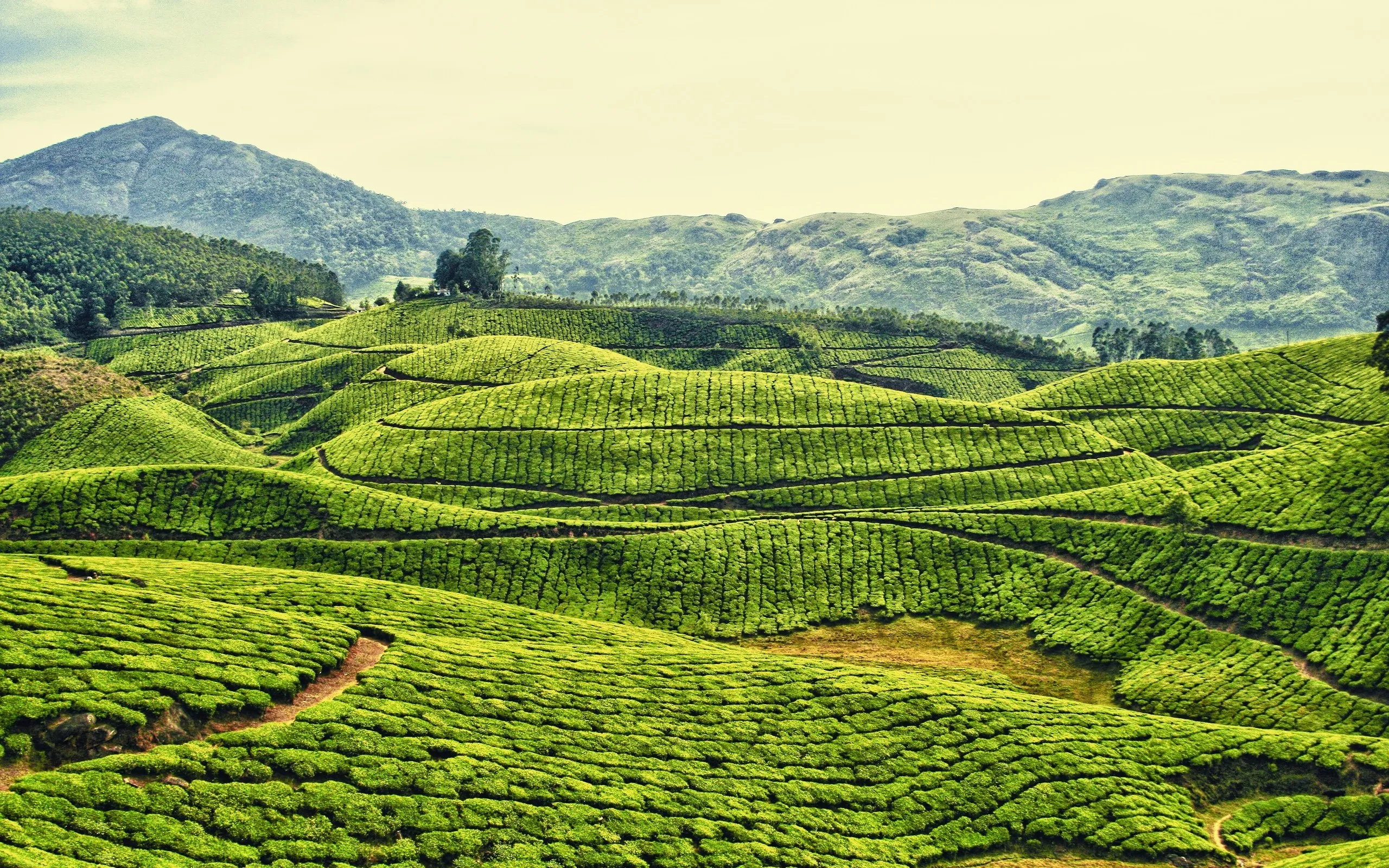 Kerala's splendor, South India's charm, Awe-inspiring visuals, Worldly beauty, 2560x1600 HD Desktop