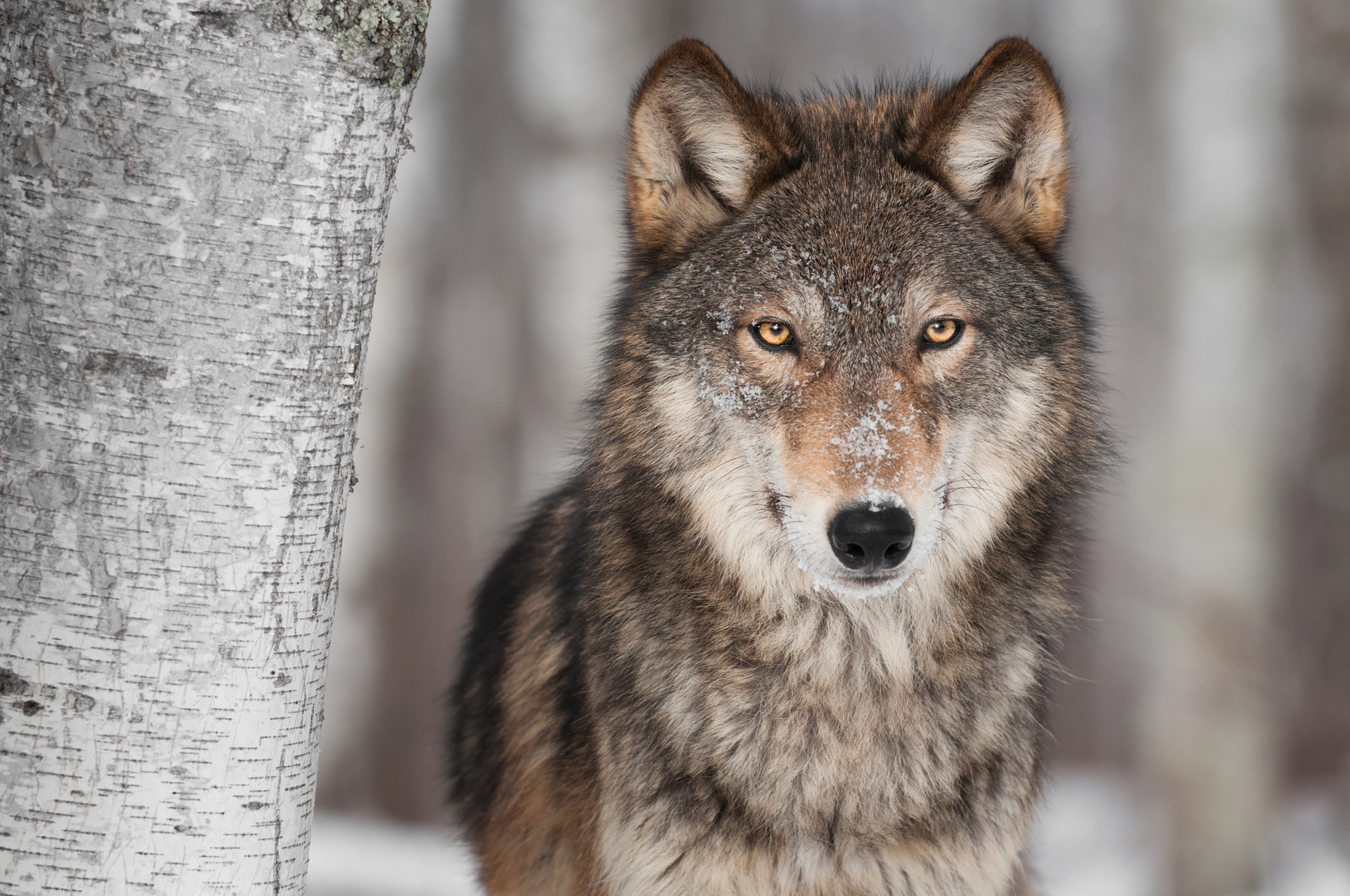 Gray Wolf, Bavarian wolf, Kinder flchten, Rural landscapes, 2000x1330 HD Desktop